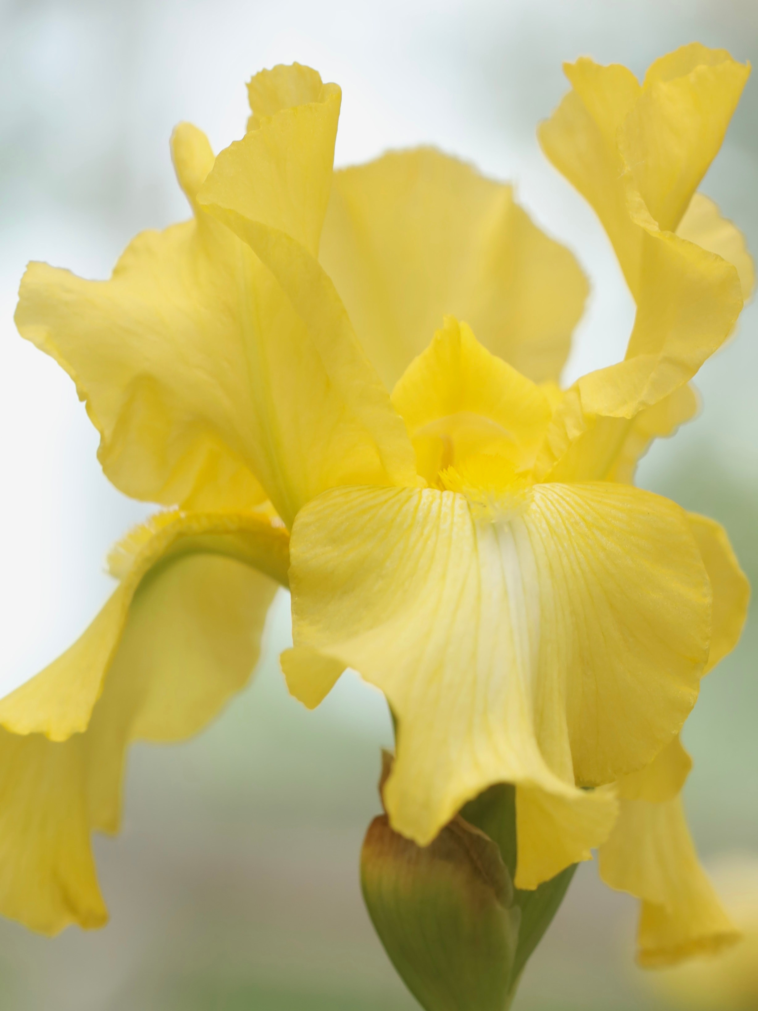 Фестиваль пионов и ирисов в Аптекарском огороде — июнь 2023. Фотосессии и репортаж — Фотограф в Москве — Рина Серёгина