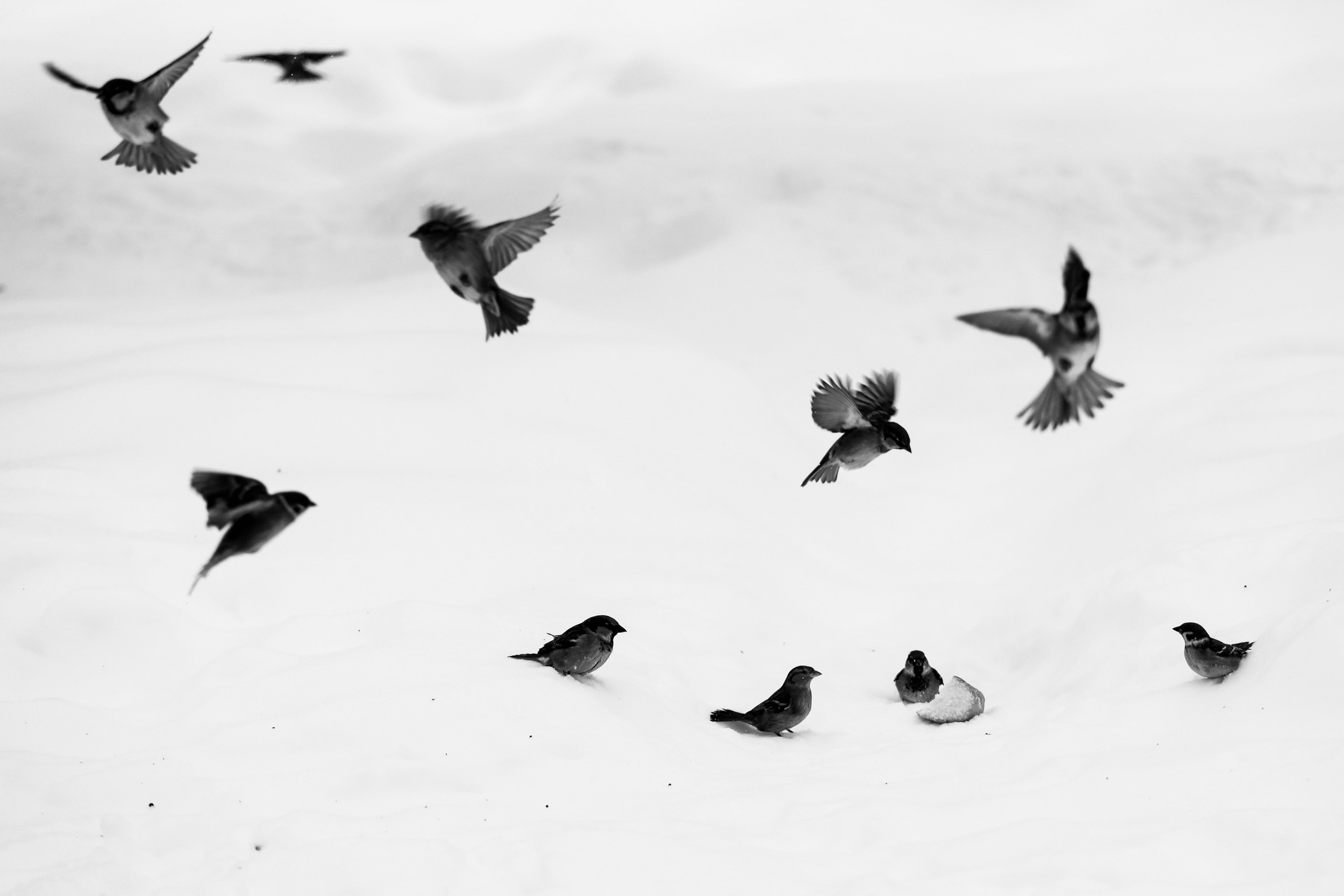 Чёрно-белая зима 25-26. Фотосессии и репортаж — Фотограф в Москве — Рина Серёгина