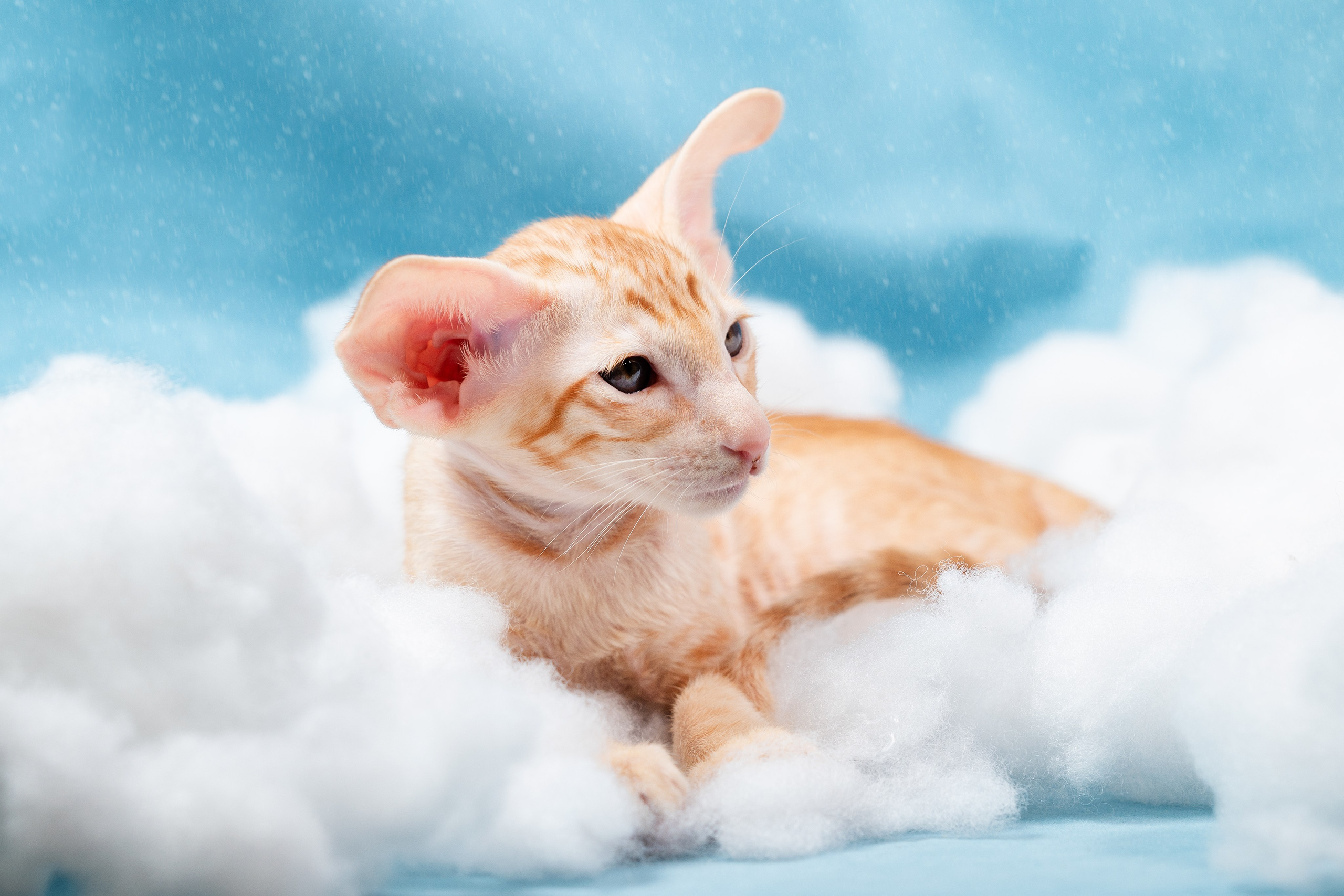 Заводчик Юлия Панова. Творческий фотограф Вологда