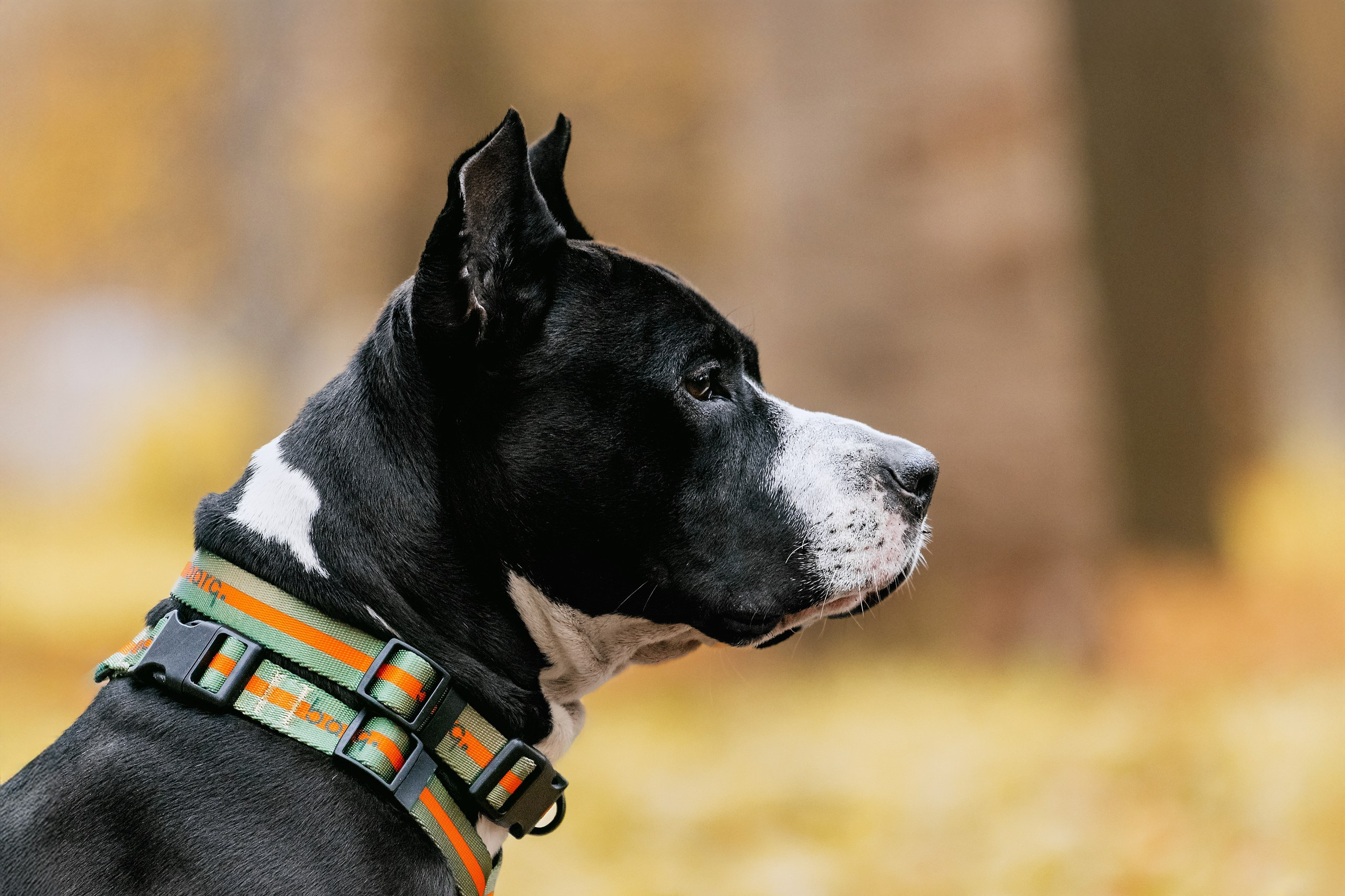 Собаки из приюта Дубовая роща осень 2025. Фотограф-анималист Татьяна Степанова