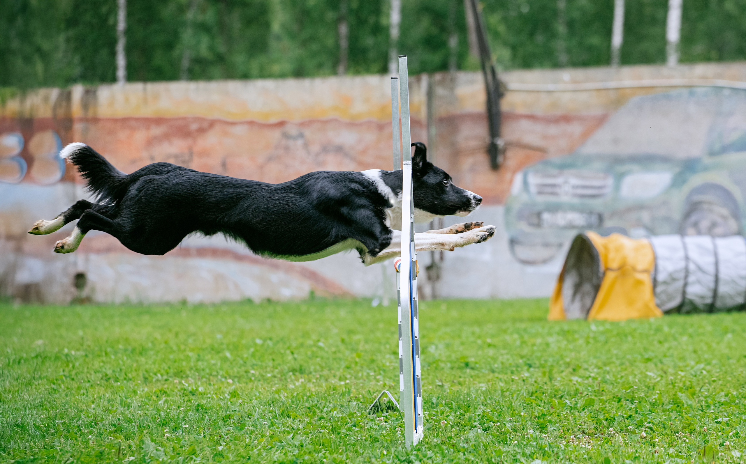 Соревнования по аджилити Долгопрудный 30.06.2025. Фотограф-анималист Татьяна Степанова