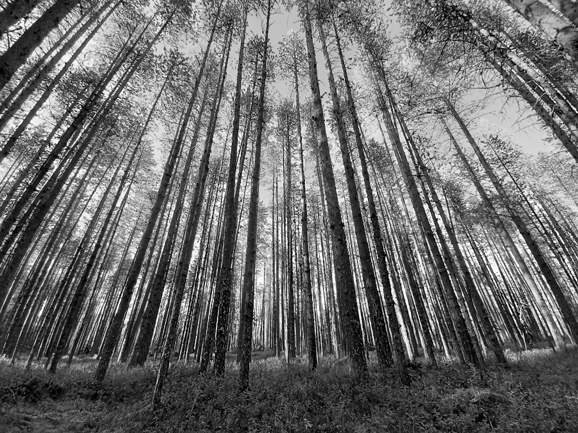 MONOCHROME черно-белое. Семейный и детский фотограф в Буэнос-Айресе Перевозчикова Анна Fotógrafa de familia y niños en Buenos Aires Perevozchikova Anna