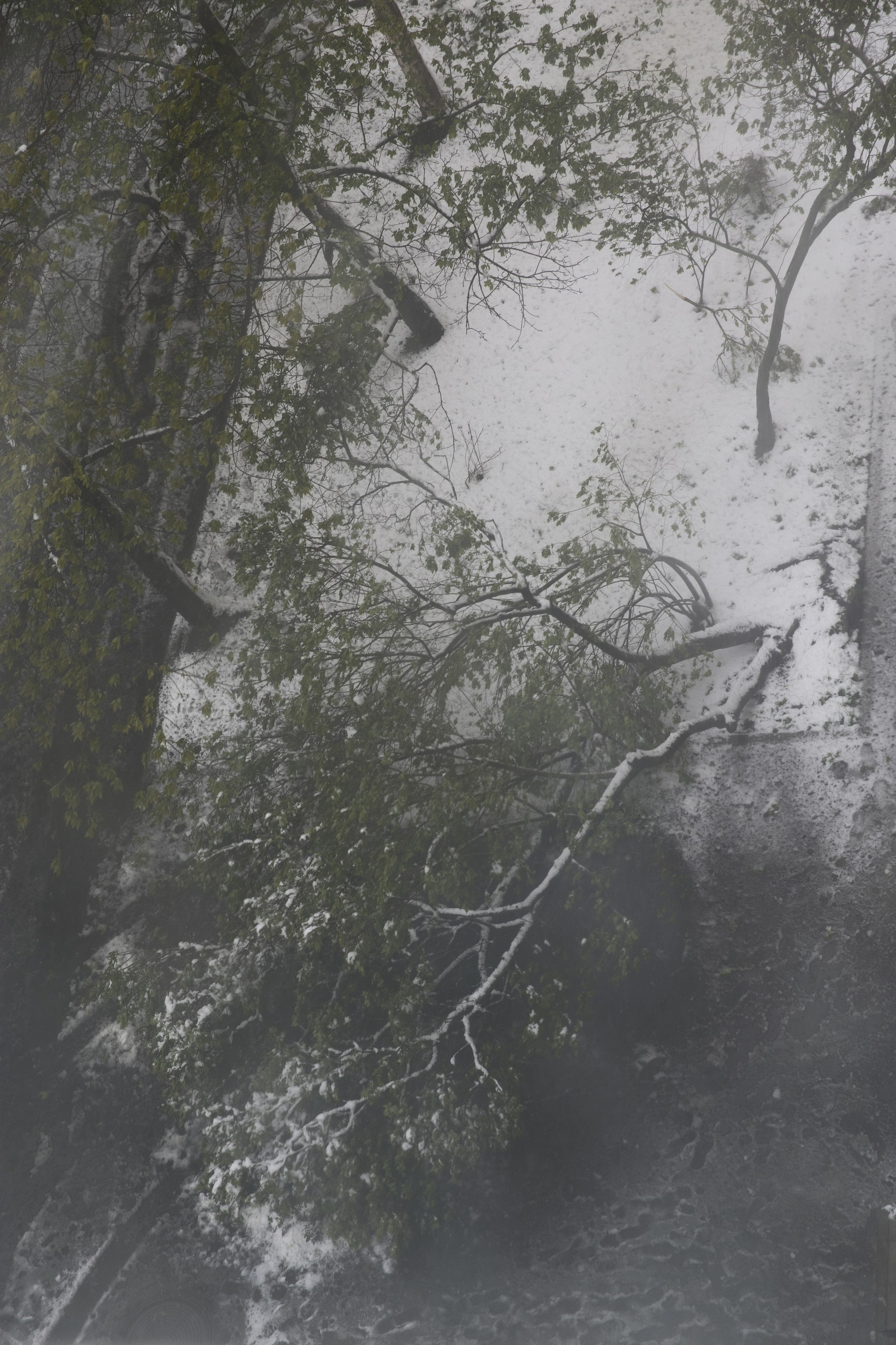 Апрельский снег ❄️. Миша Печёнкин | фотография