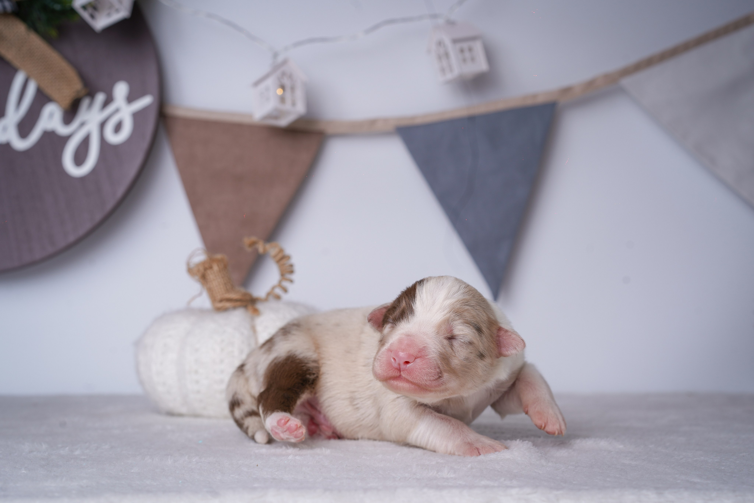 Щенули аусси. Фотограф-анималист в Санкт-Петербурге Яна Мартынова