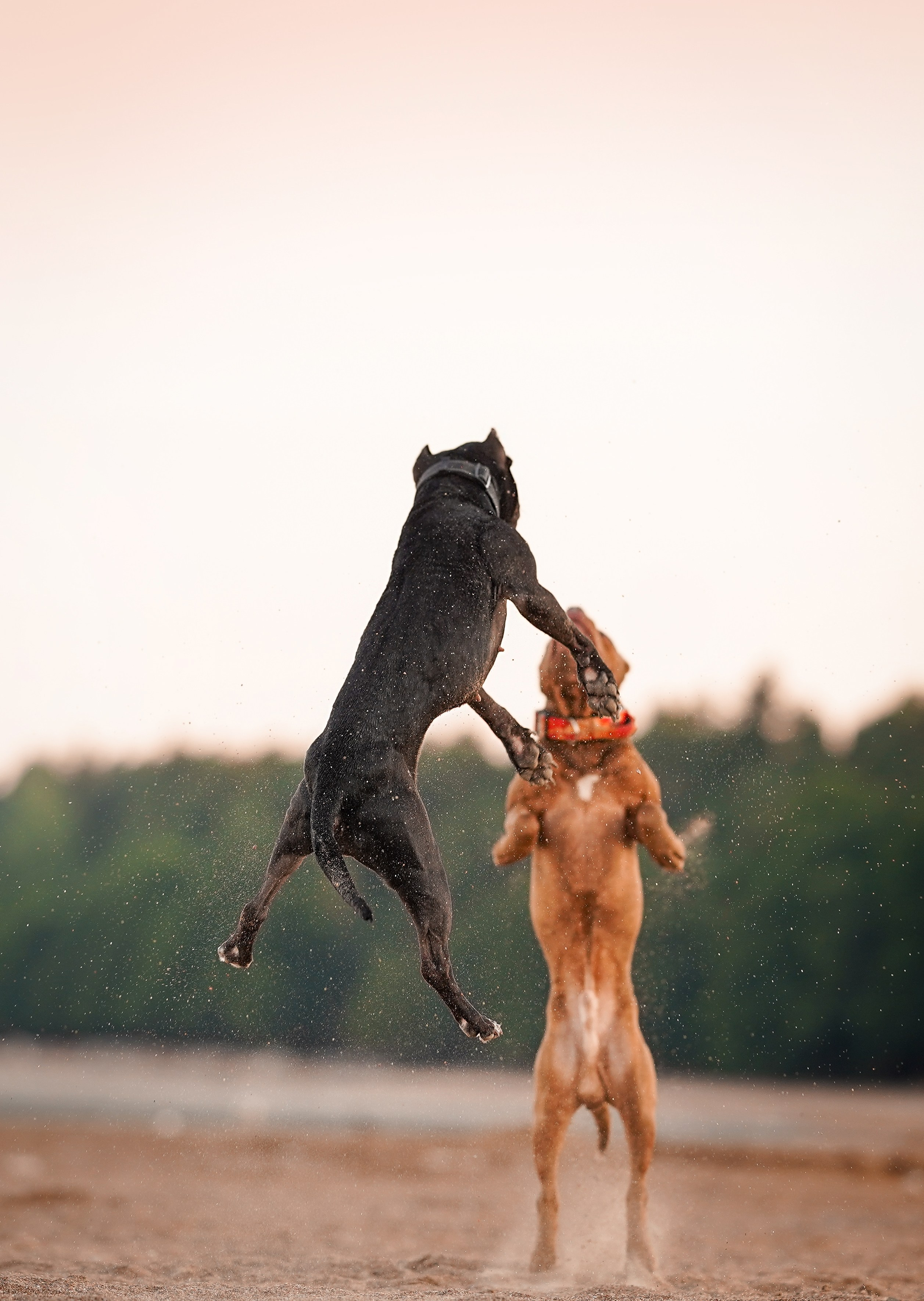 Татьяна Изи и Джем. Фотограф-анималист в Санкт-Петербурге Яна Мартынова