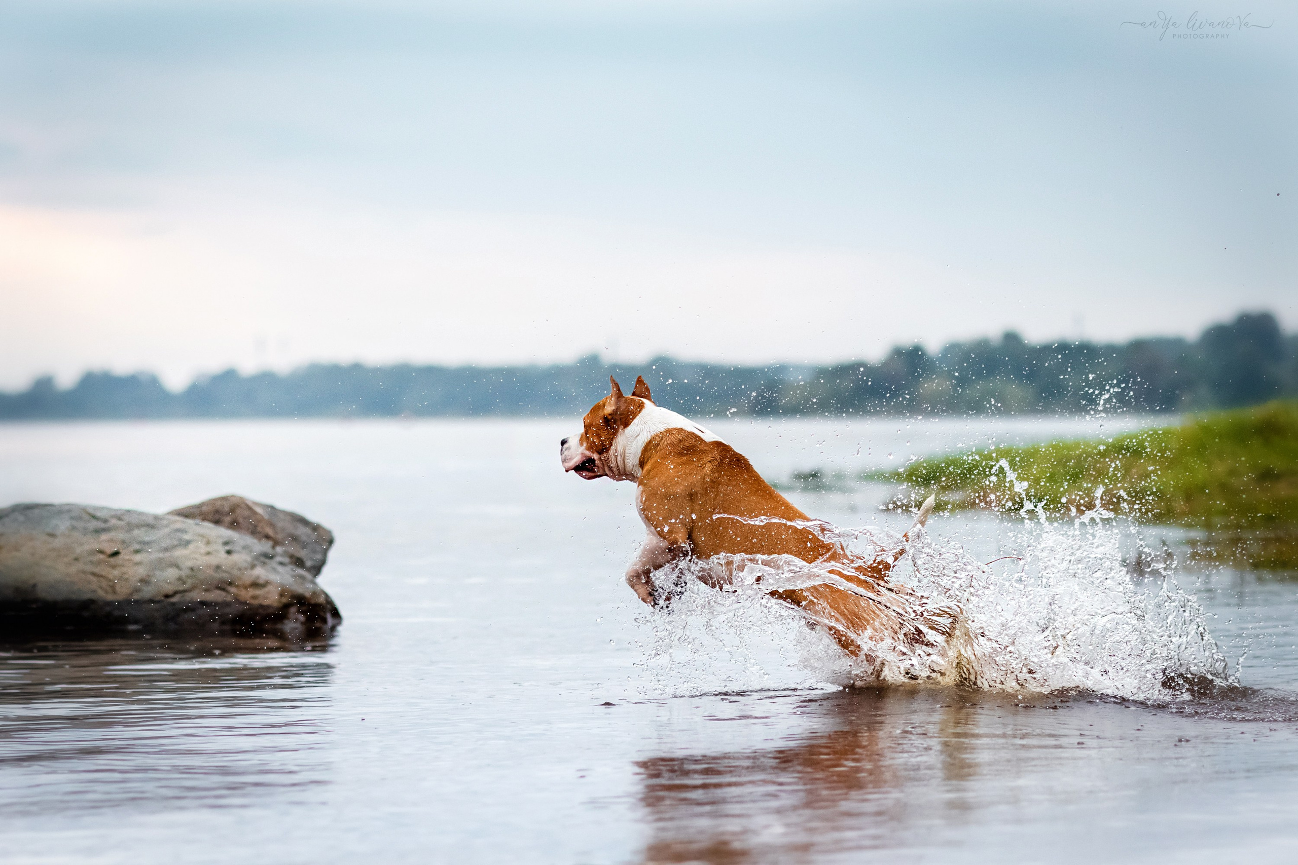 Винт и Дея. Фотограф анималист Аня Ливанова | Рыбинск