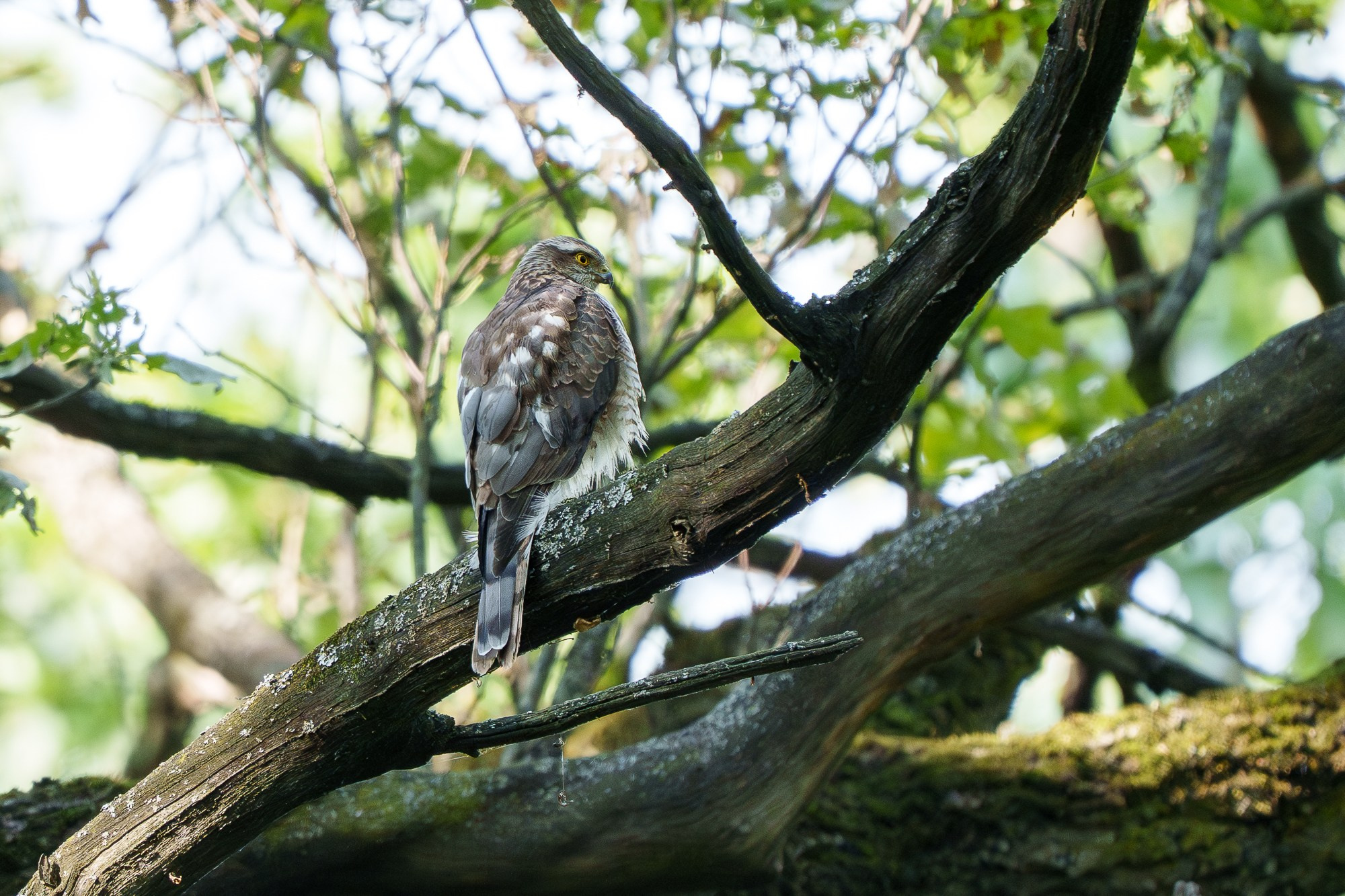 Удивительные мир птиц. Вокруг нас столько прекрасного — присмотритесь!. Ваш личный фотограф Марина Волкова