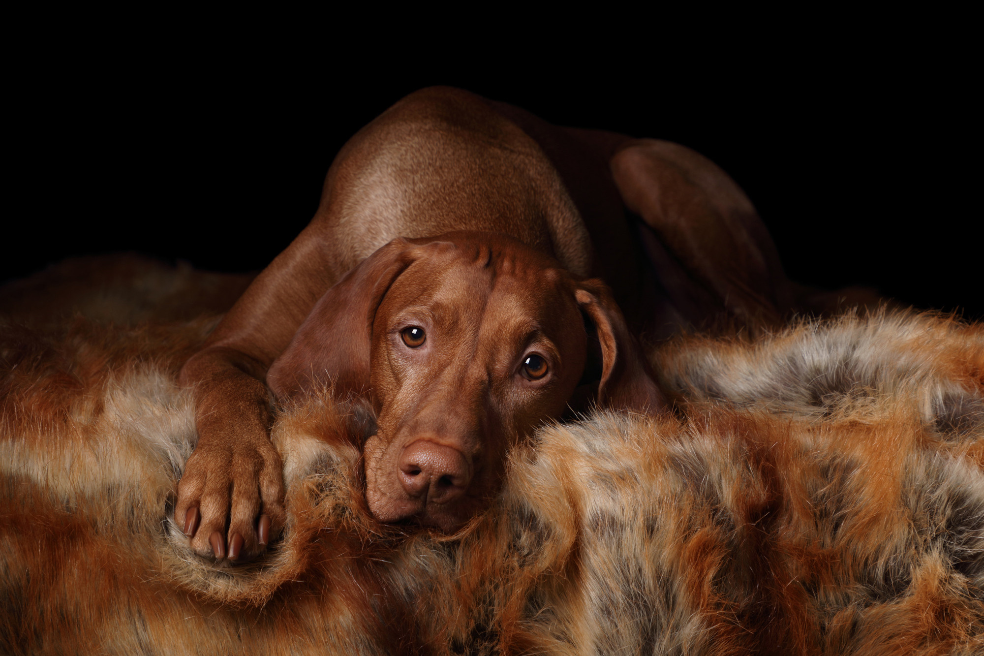 Фотосъемка собак в студии. Профессиональная фотосъемка домашних животных в Санкт-Петербурге. Фото