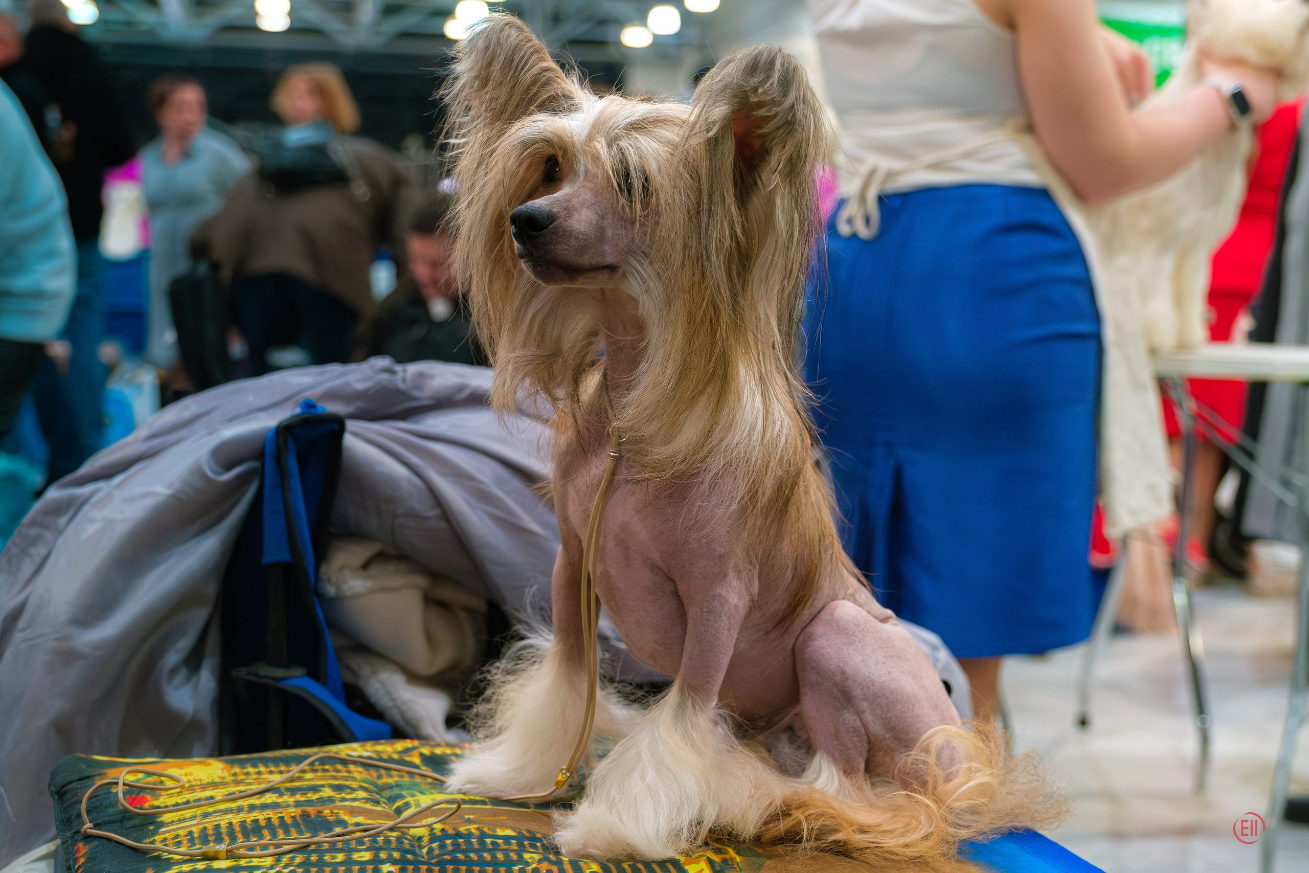 Монопородка в Крокус Экспо 03.12.2023. Фотограф в Москве