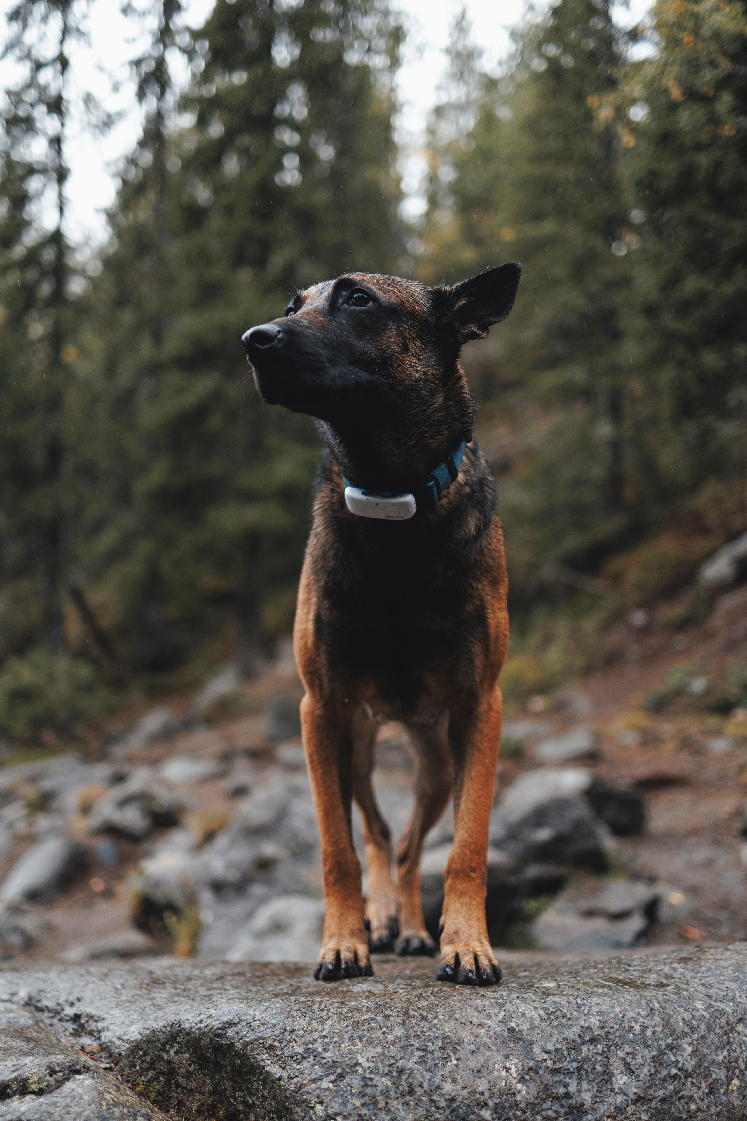 Водопад. Фотограф-анималист Анна Маринич