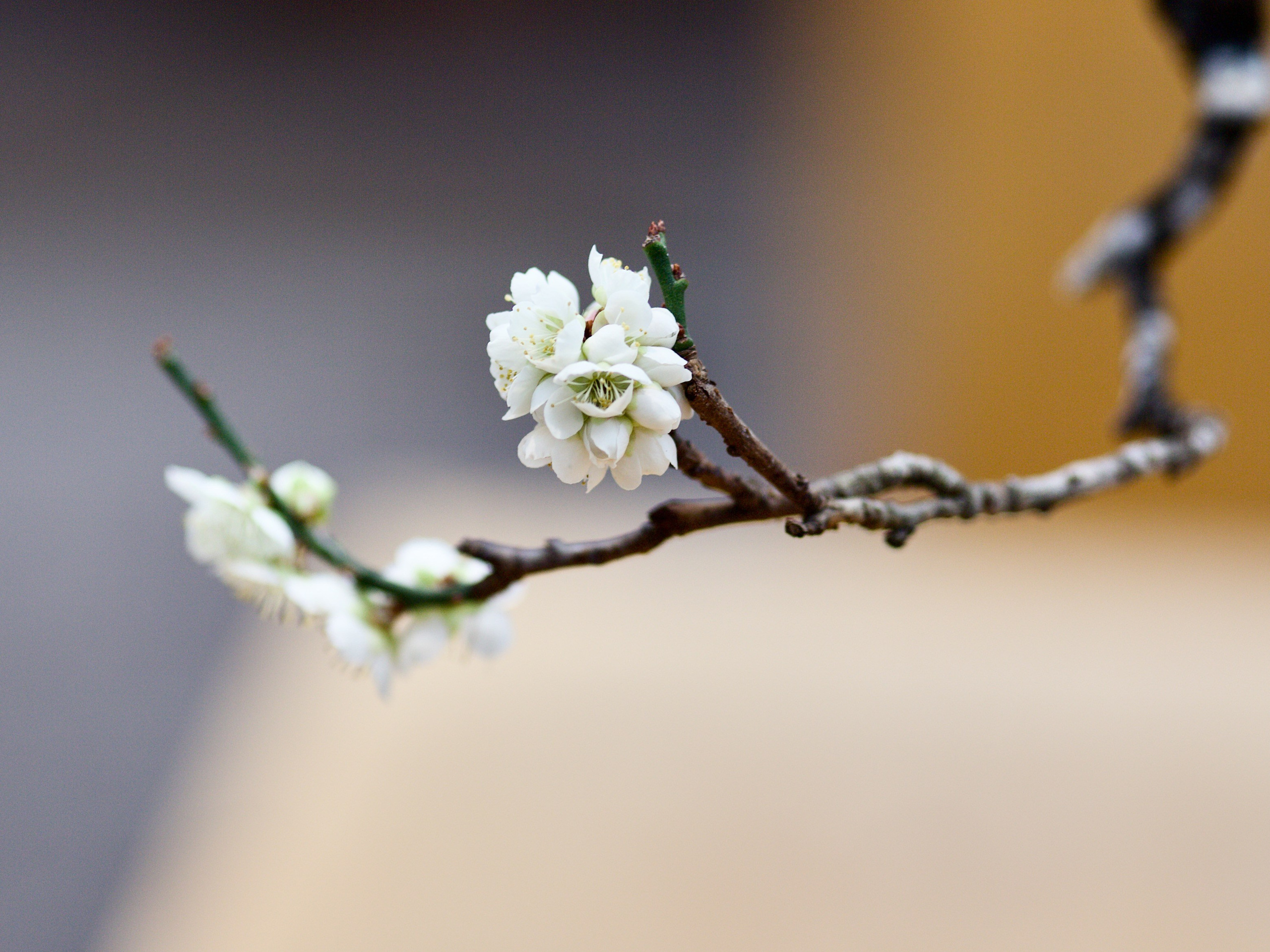 Бонсай сливы