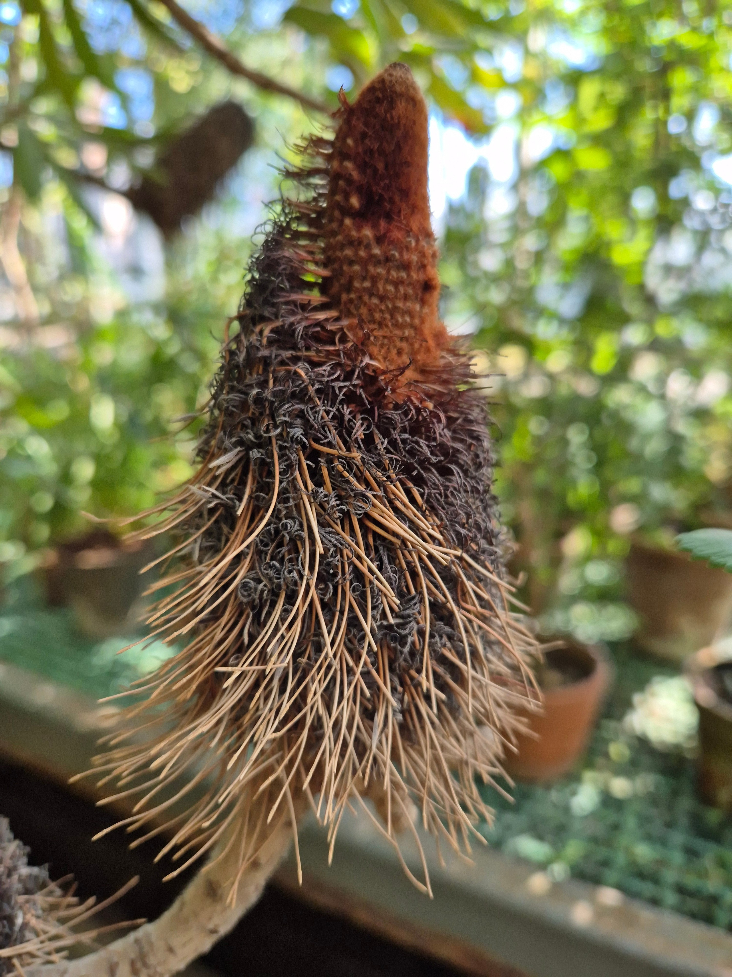 И еще один непонятно странный цветок