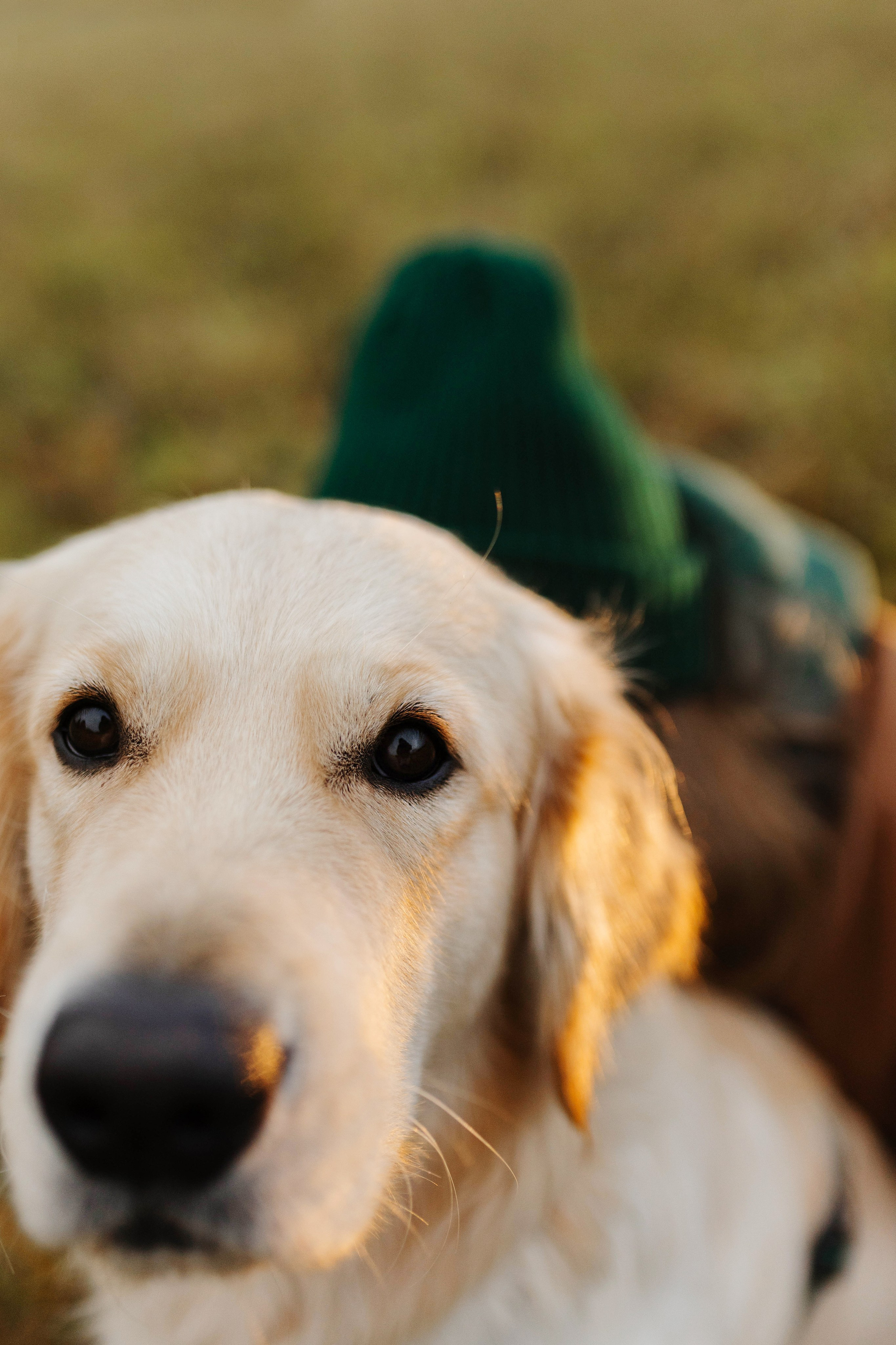 Dogcamp / Полина и Миша. Фотограф Кузина Вера
