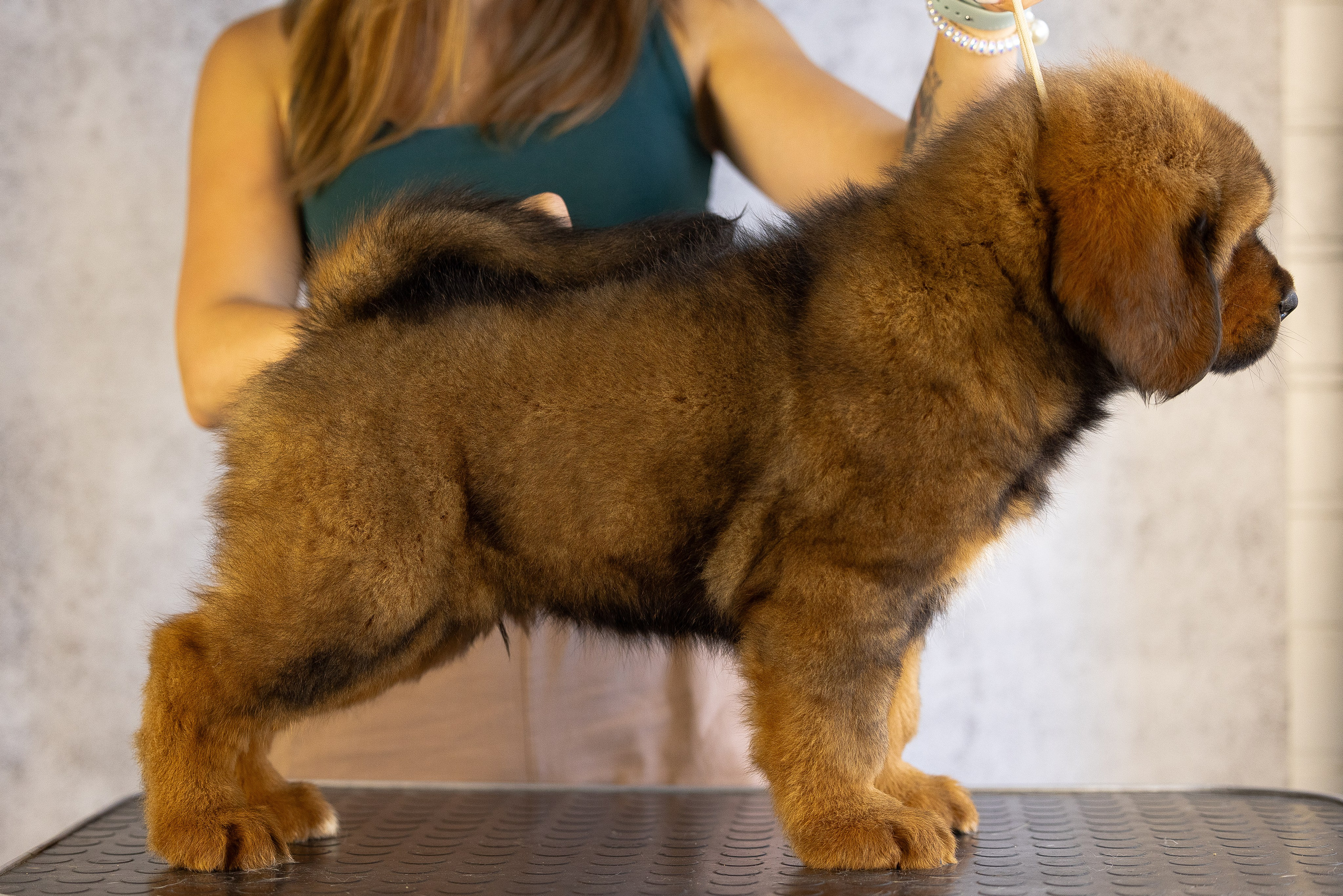 Тибетский мастиф. Фотограф и видеограф анималист Аганина Дарья