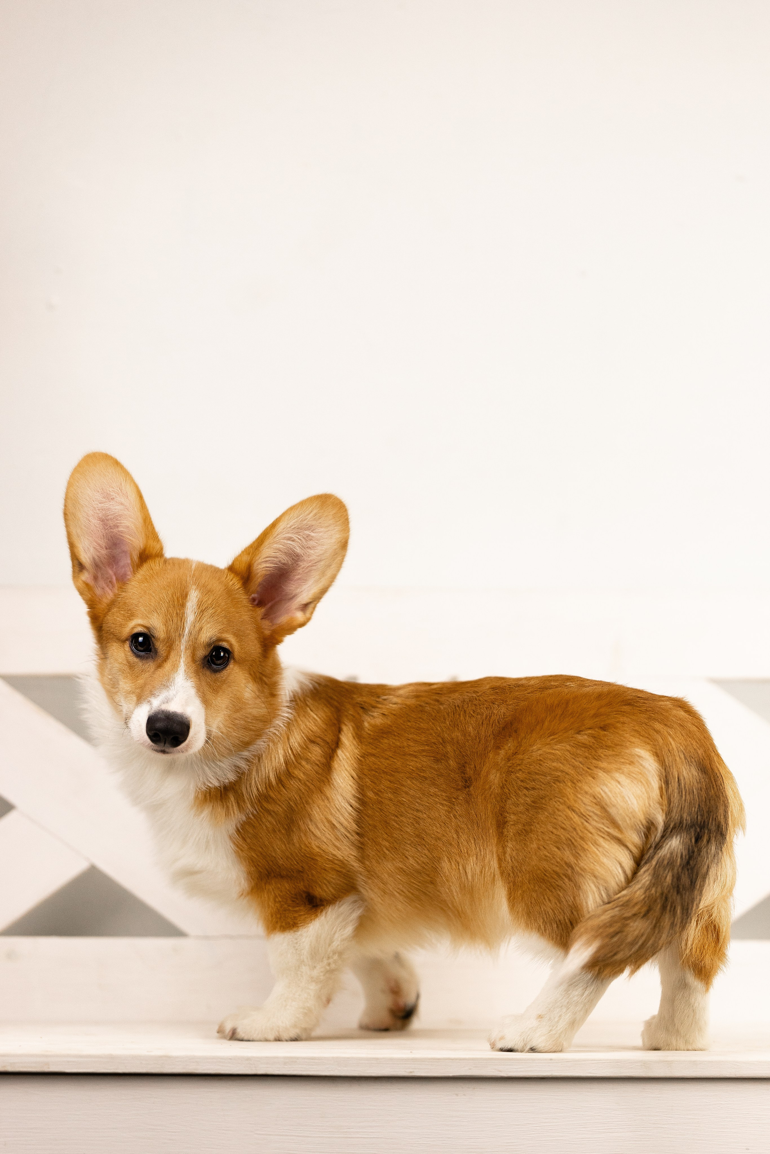 Корги. Фотограф и видеограф анималист Аганина Дарья