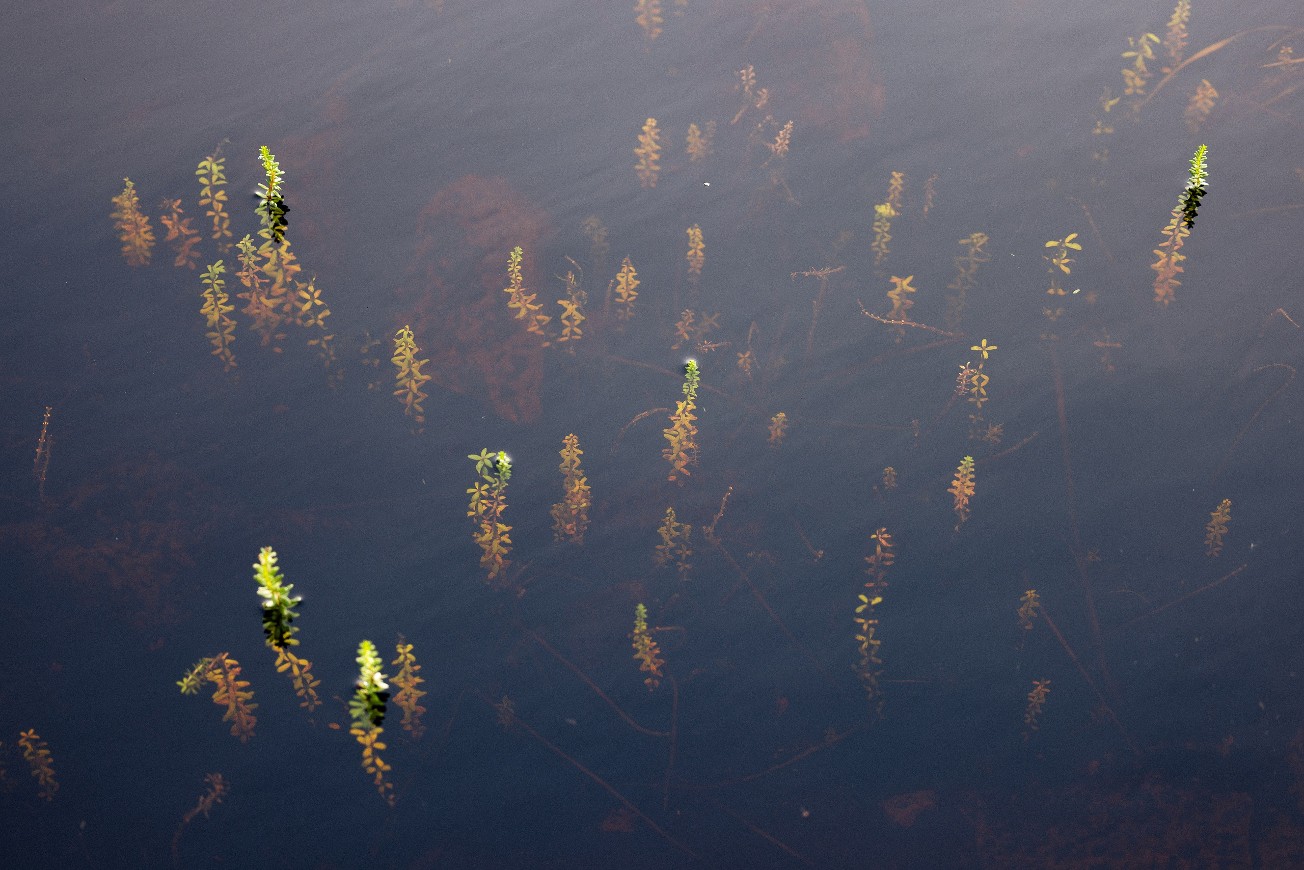 Кольский. Фотограф и видеограф анималист Аганина Дарья