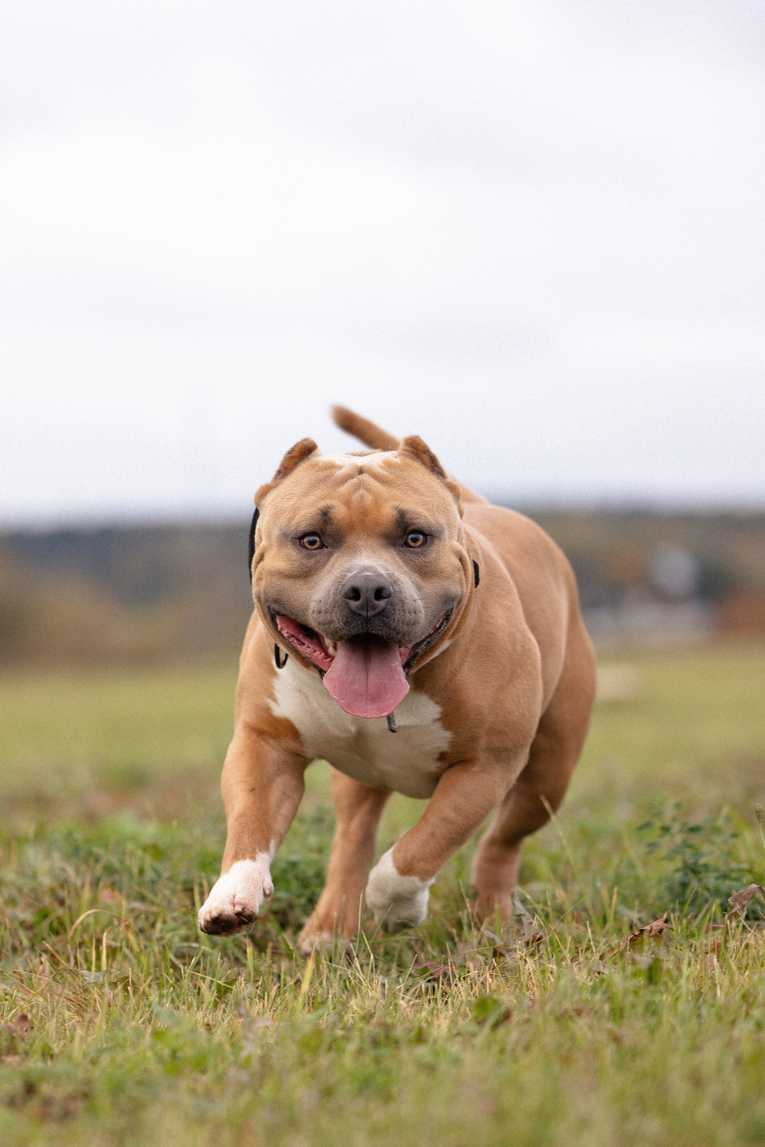 Алена и Тор. Фотограф и видеограф анималист Аганина Дарья