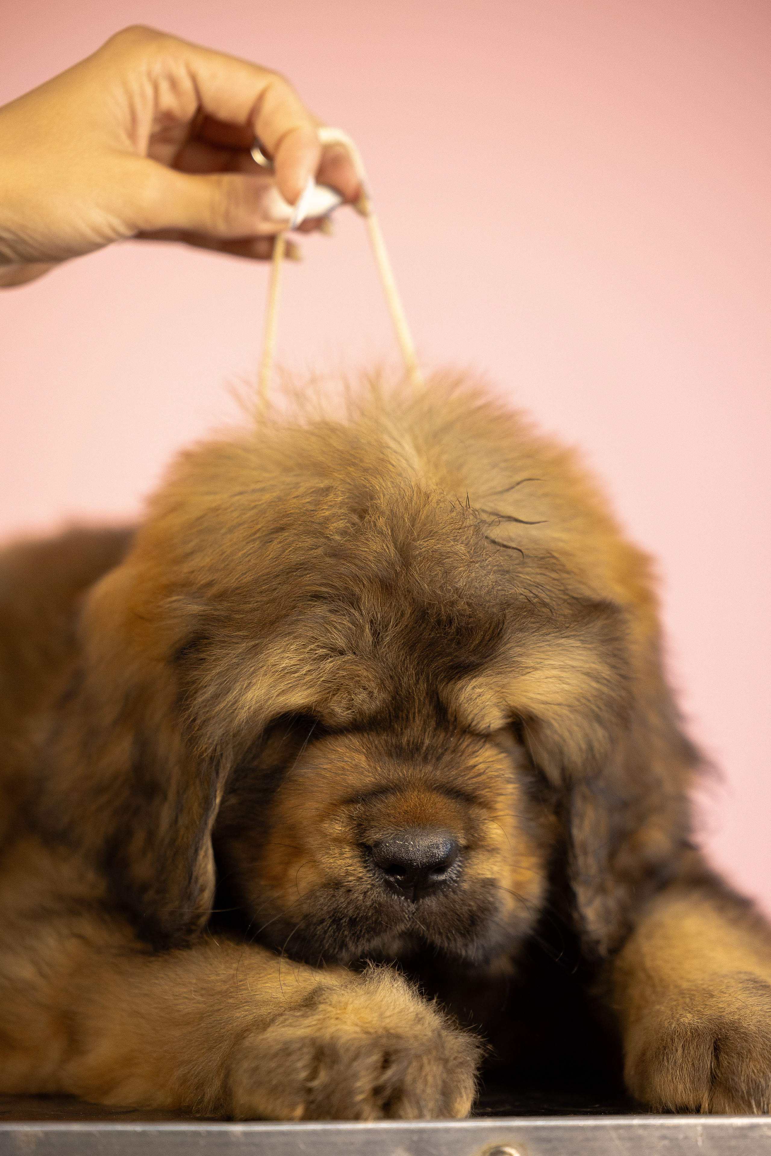 Тибетский мастиф. Фотограф и видеограф анималист Аганина Дарья