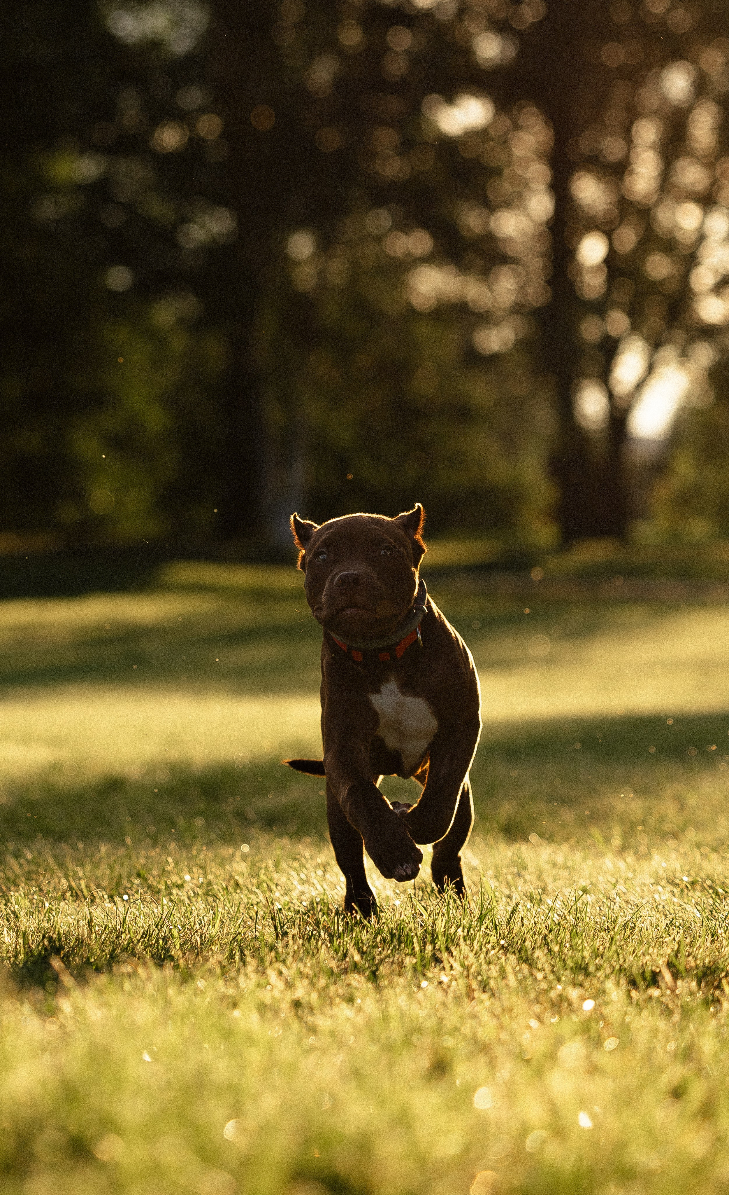 Елена и Хан. Фотограф и видеограф анималист Аганина Дарья