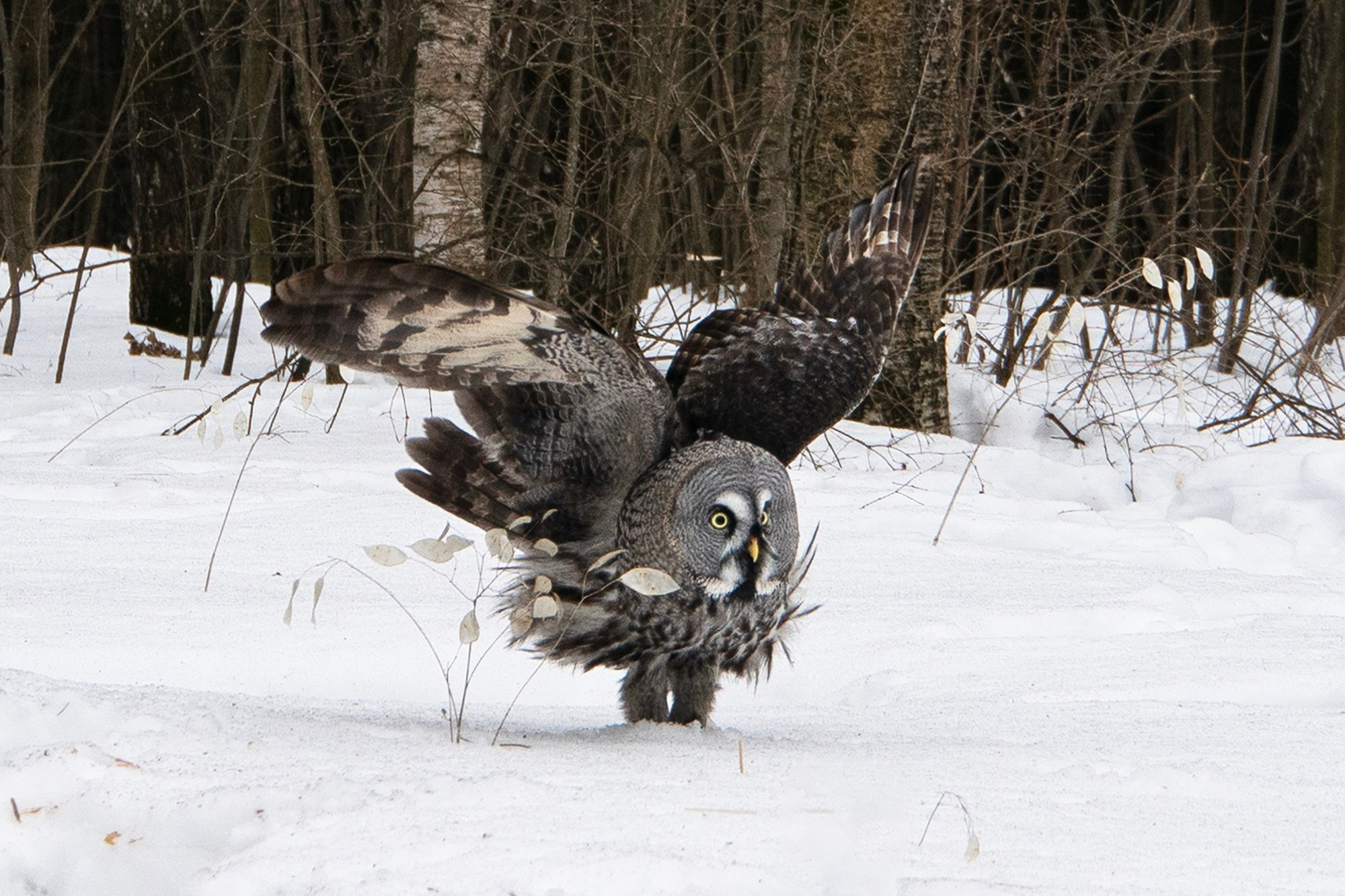 Удивительные мир птиц. Вокруг нас столько прекрасного — присмотритесь!. Ваш личный фотограф Марина Волкова