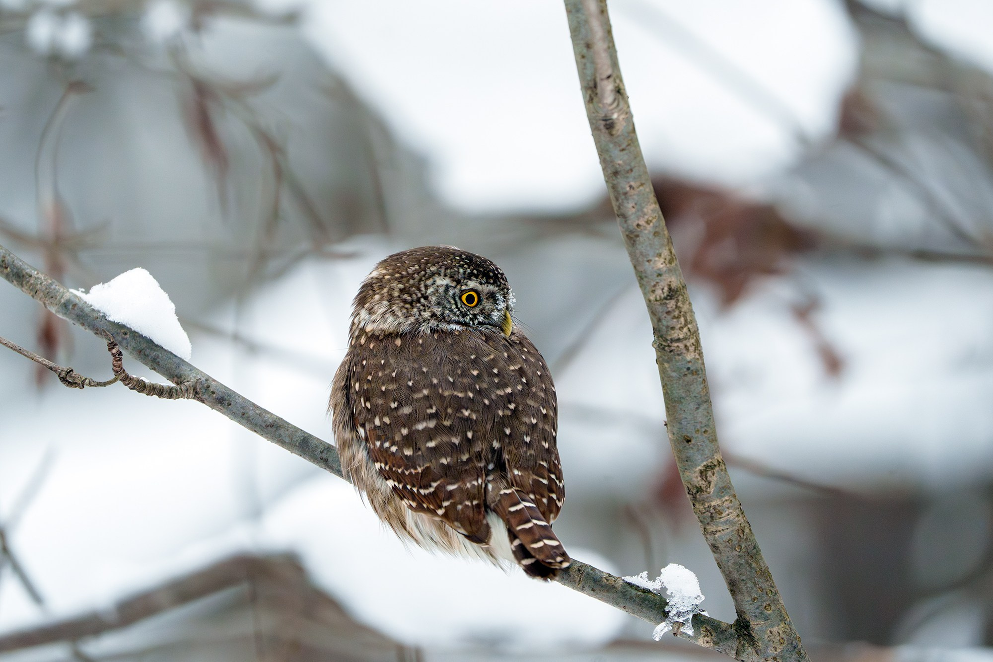 Удивительные мир птиц. Вокруг нас столько прекрасного — присмотритесь!. Ваш личный фотограф Марина Волкова