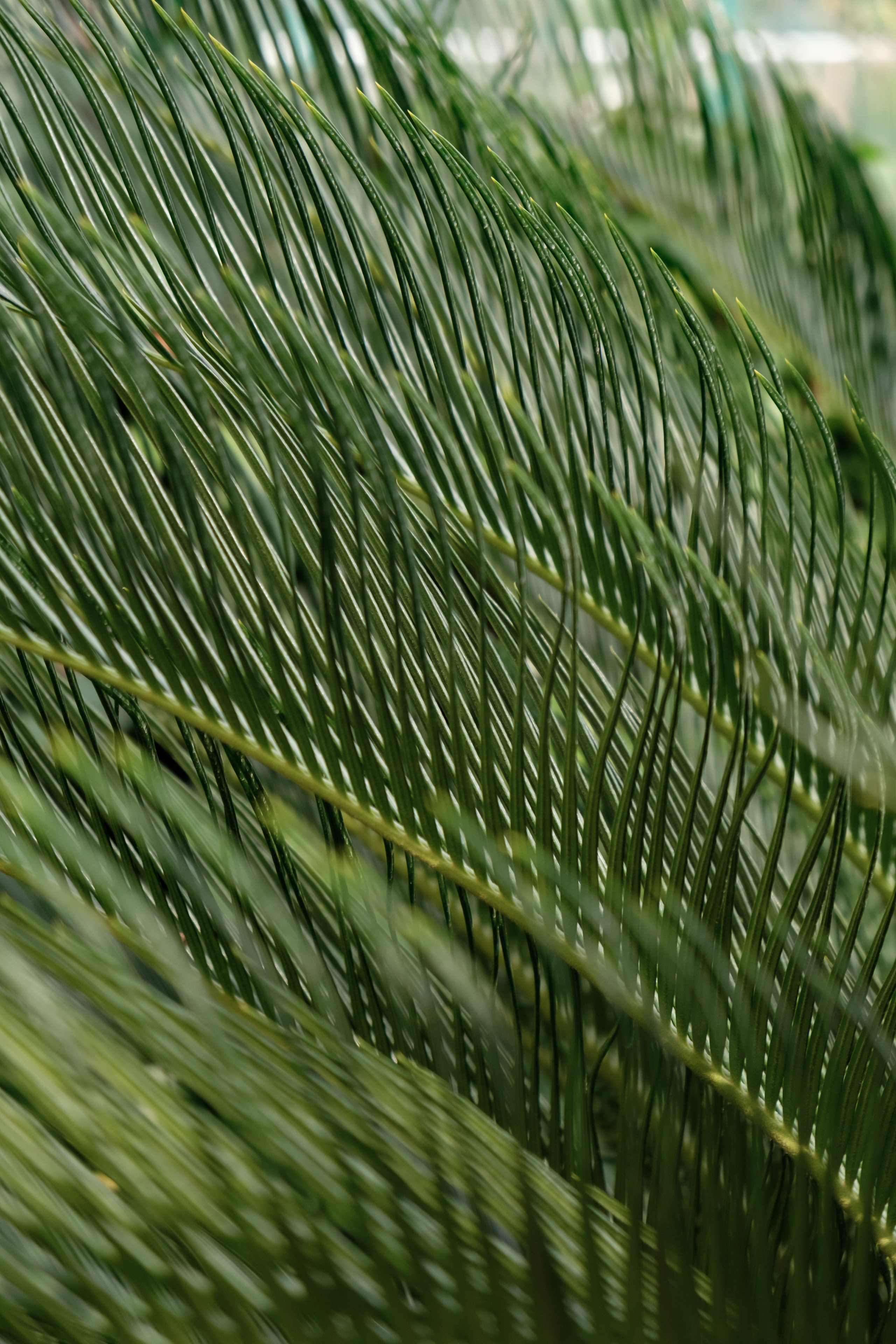 Узбекистан. Города. Фотограф Конопихин Константин