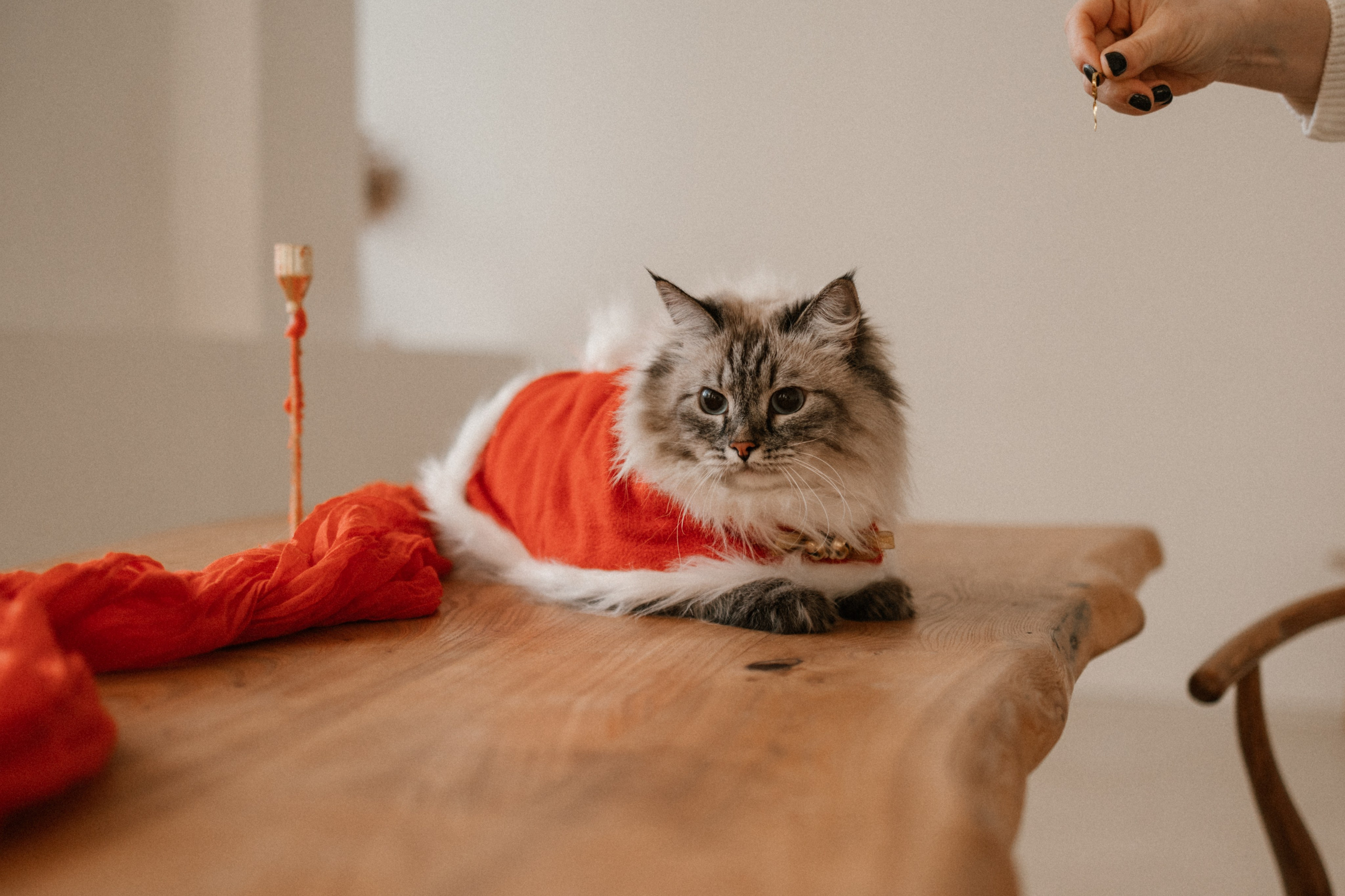 Камилла и ее девочки. Фотограф — Анималист | Санкт-Петербург