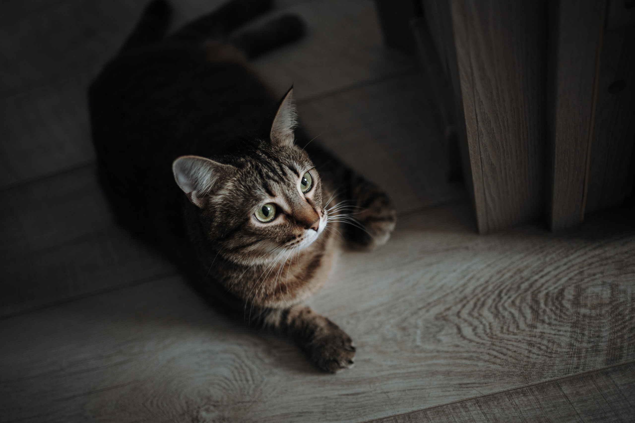 Мася и ее семья. Фотограф — Анималист | Санкт-Петербург