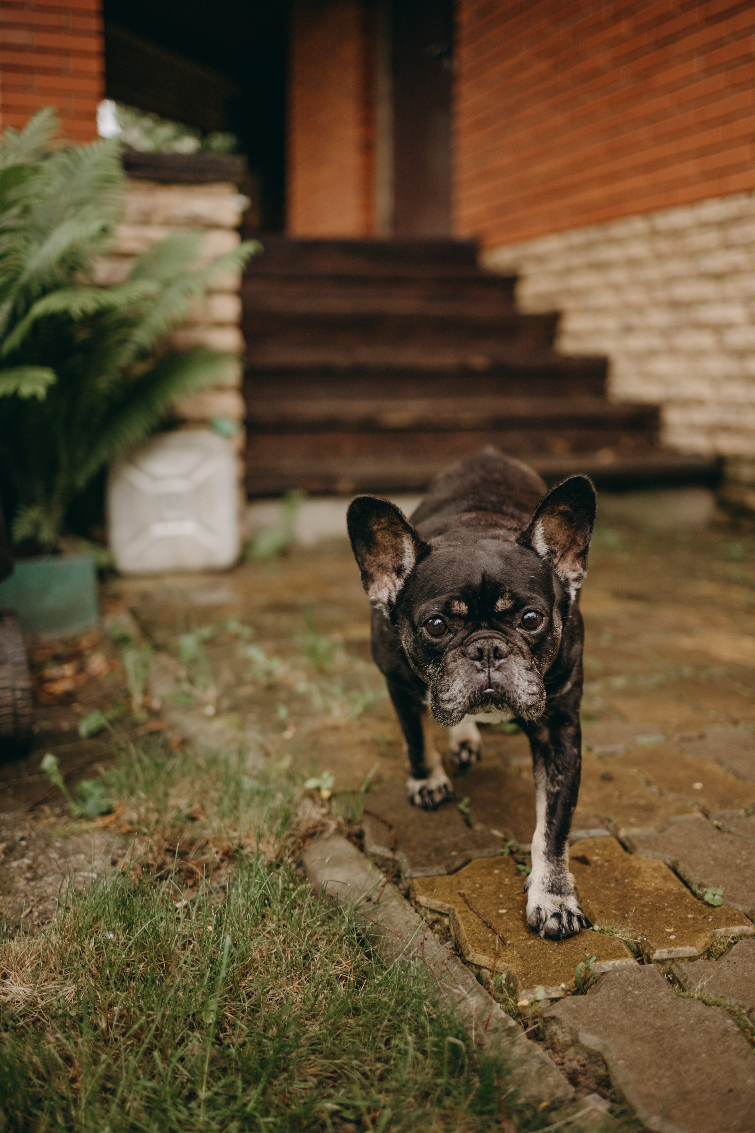 Софа и ее хвостики. Фотограф — Анималист | Санкт-Петербург