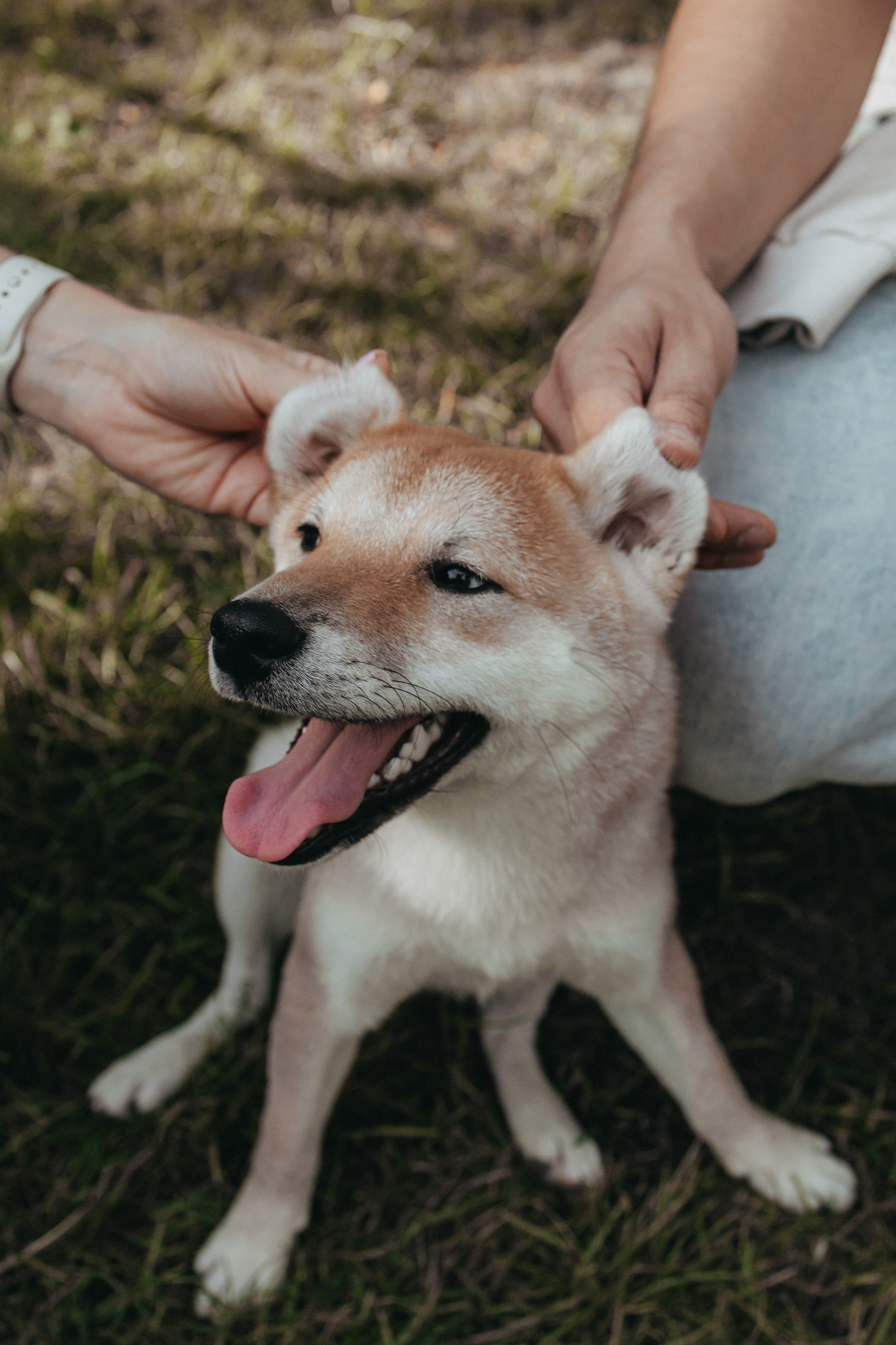 Фотосессия с собакой для Светы, Сергея и их любимчика Апи. Семейный фотограф в Москве, Щелково, Фрязино _ Виктория Степанова