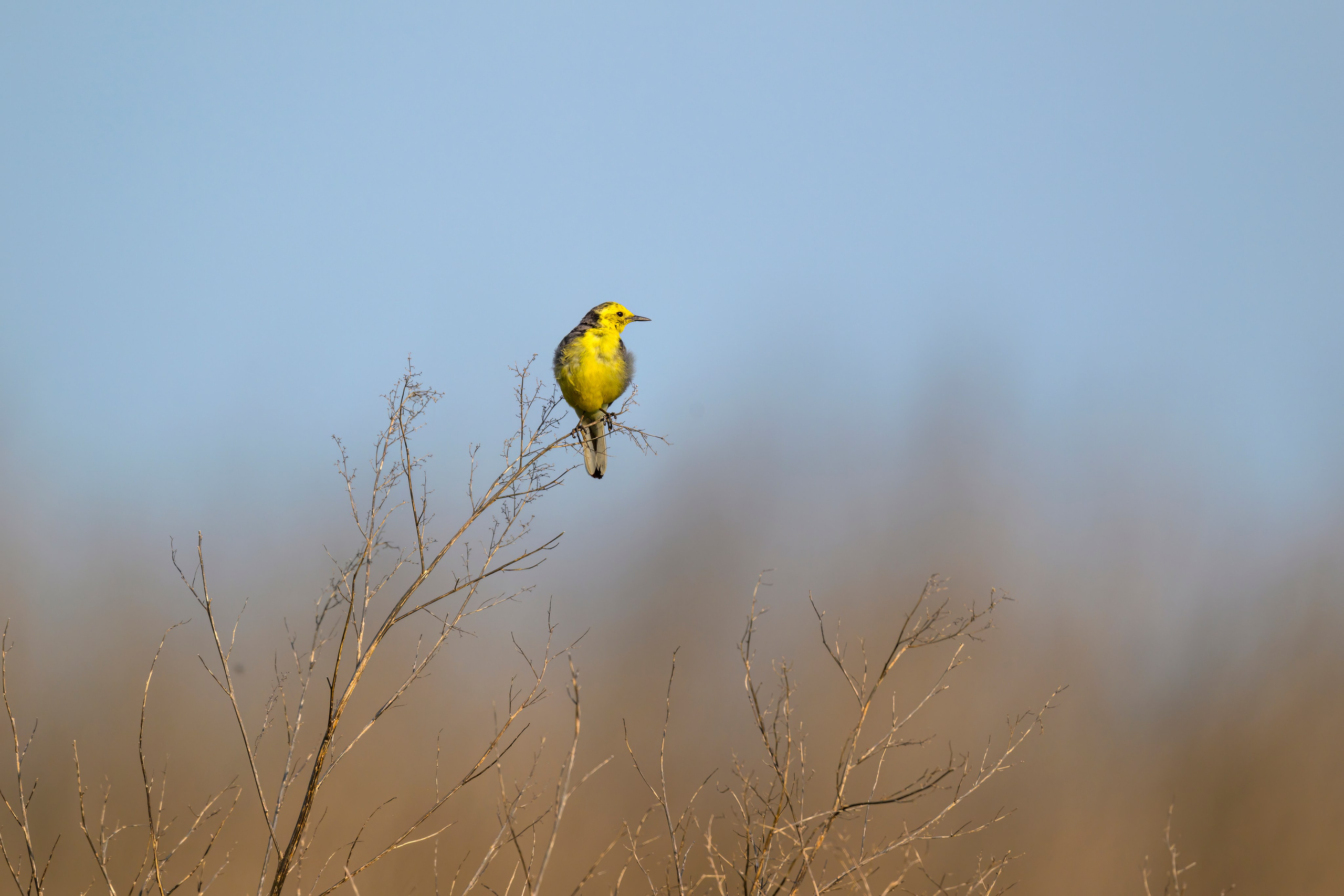 Охота совы. Фотограф Сергей Пупонин