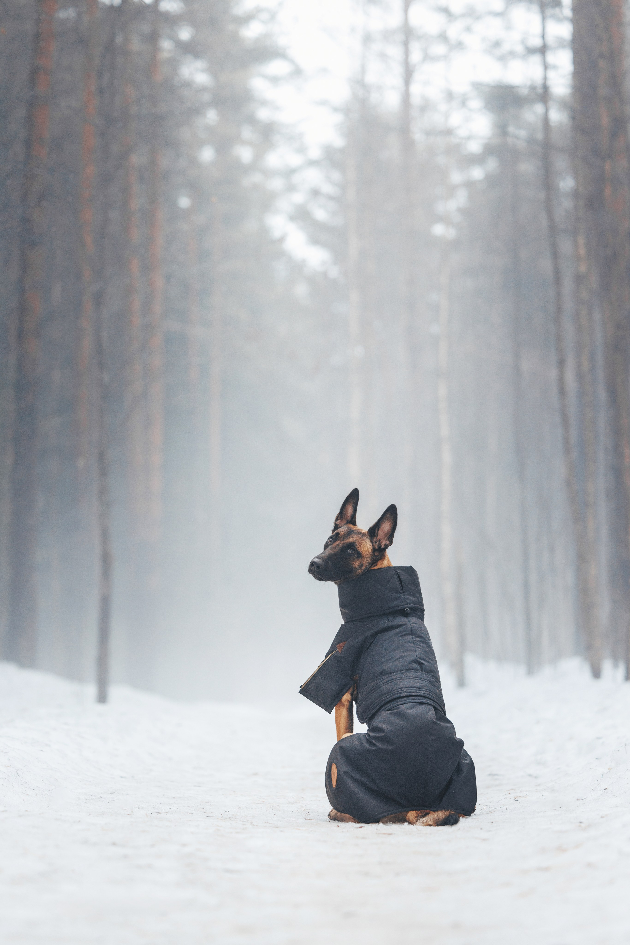 Одежда для собак Bravehound. Фотограф анималист Осипчикова Мария