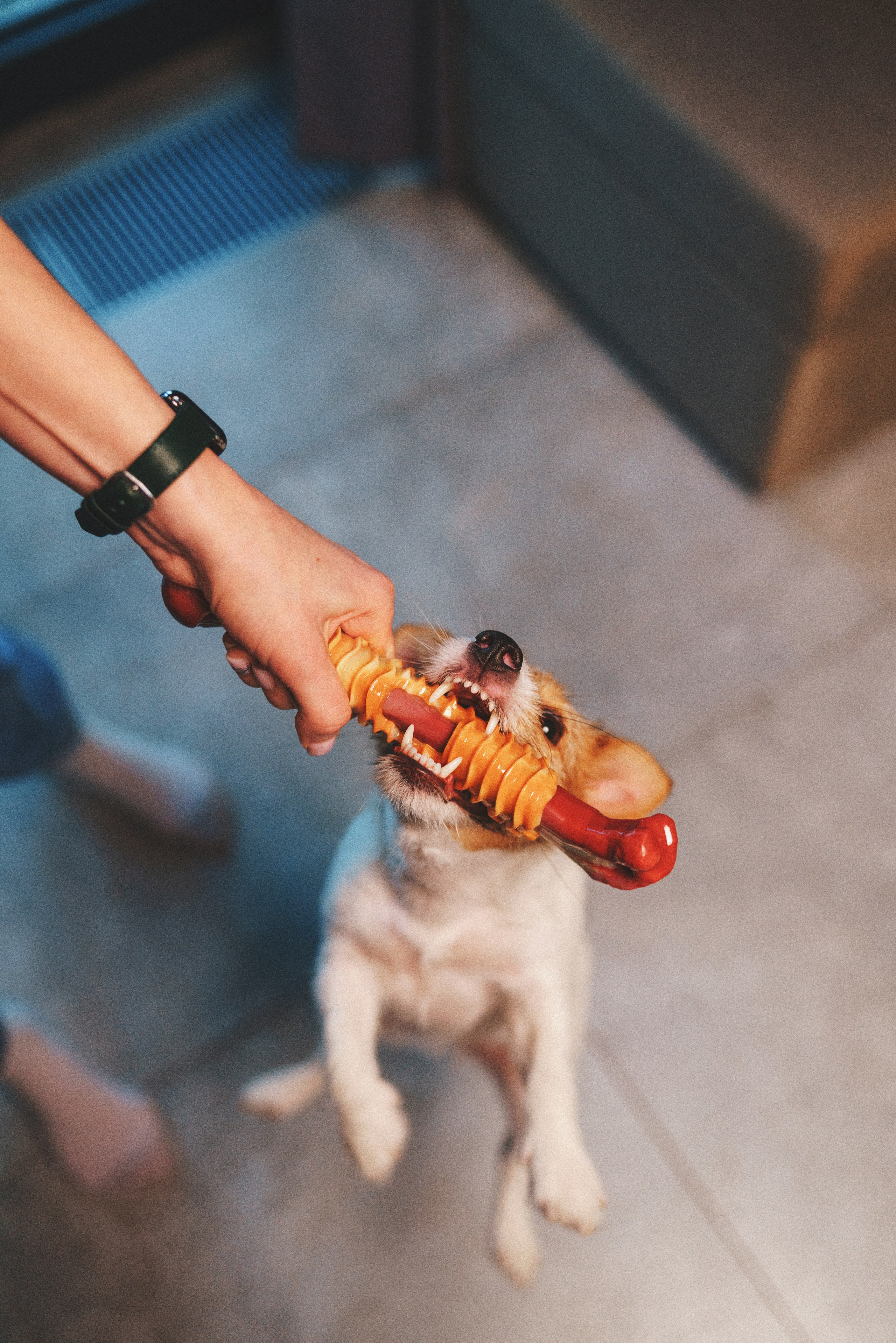 M-Pets. Фотограф анималист Осипчикова Мария