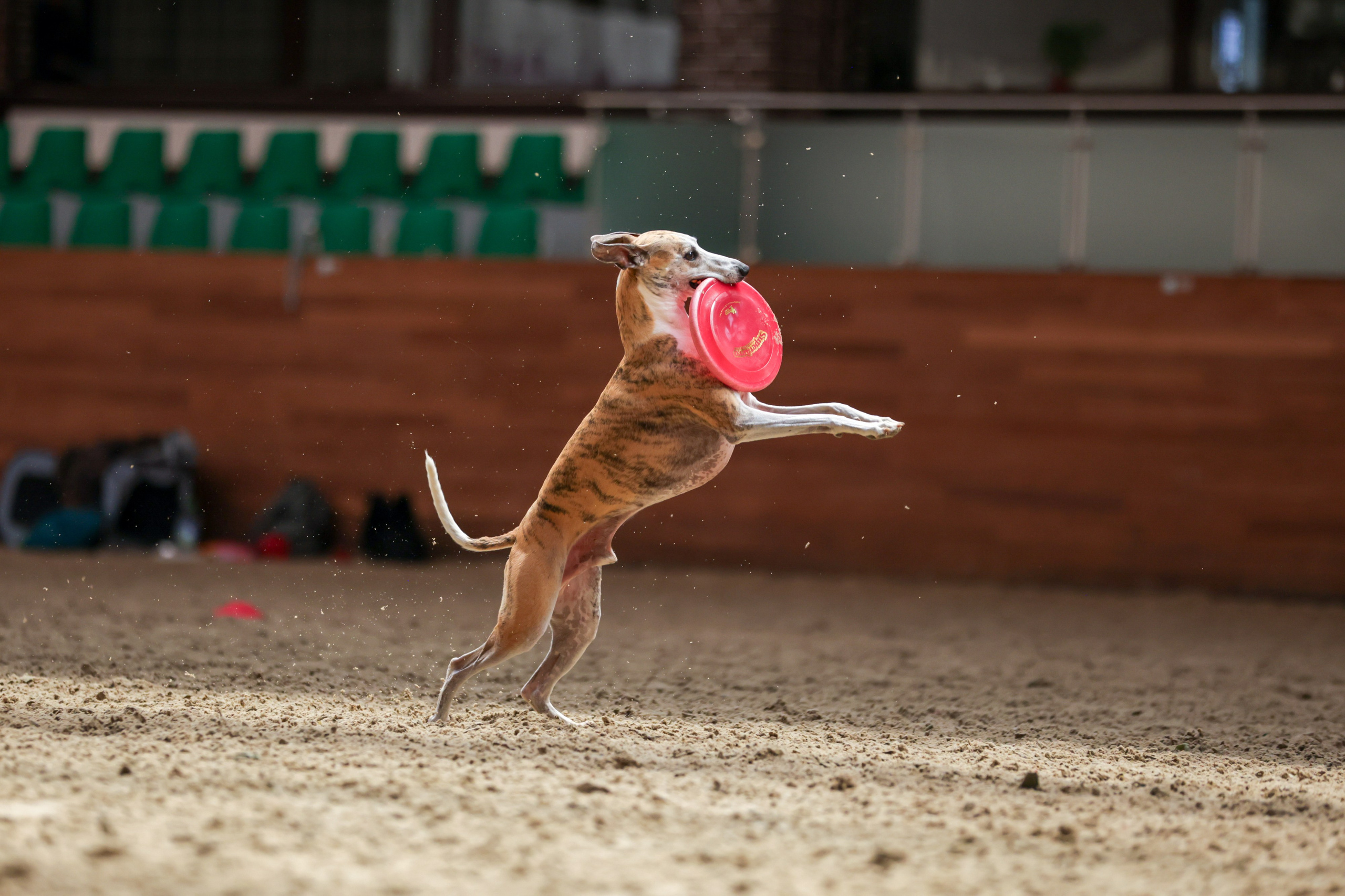 Репортажная съёмка спортивных мероприятий. ESHE_PHOTO Фотограф анималист в Москве и Московской области
