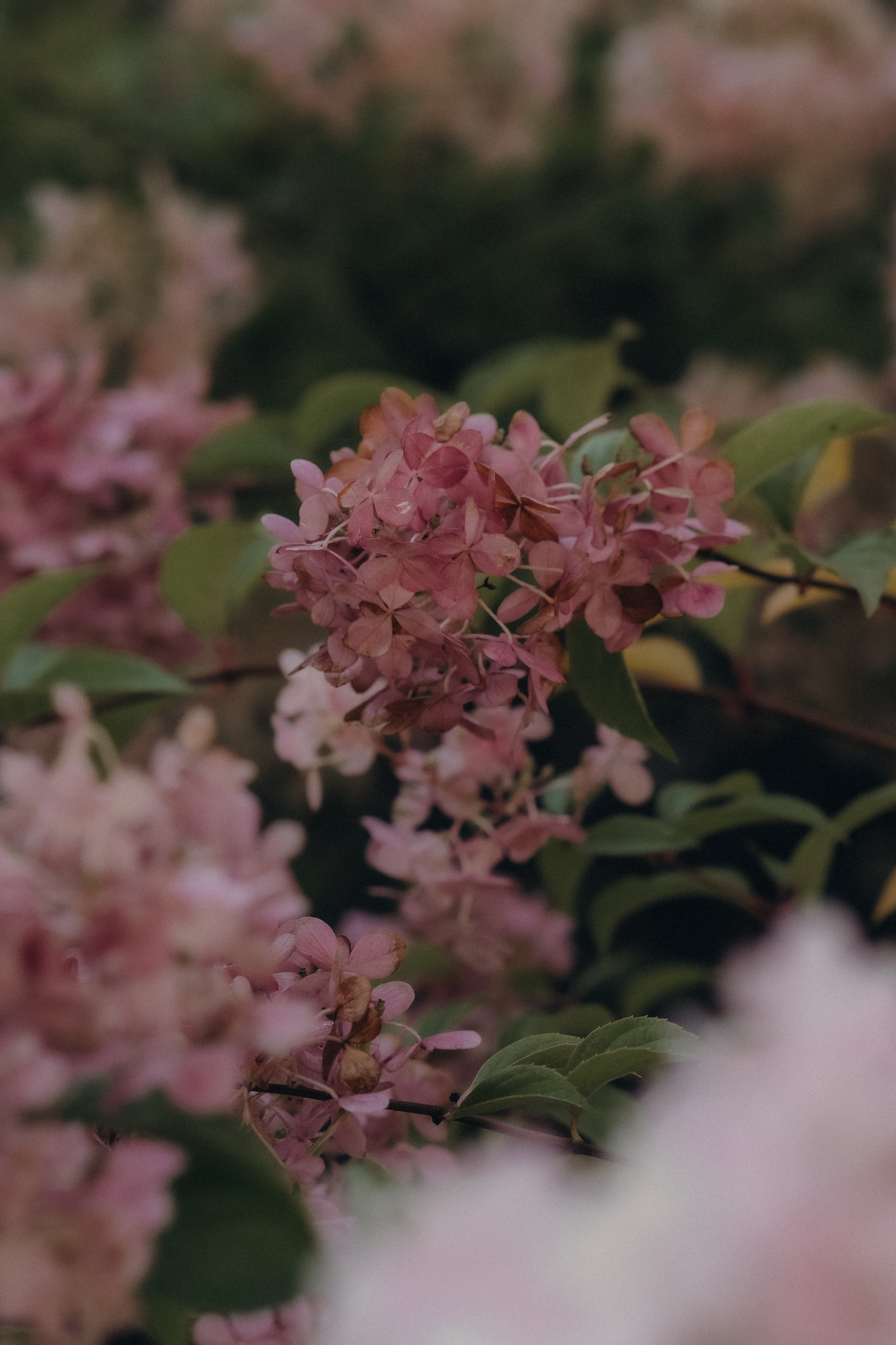 Утро в гортензиях. Свадебный и семейный фотограф в Москве Инника Кетлер