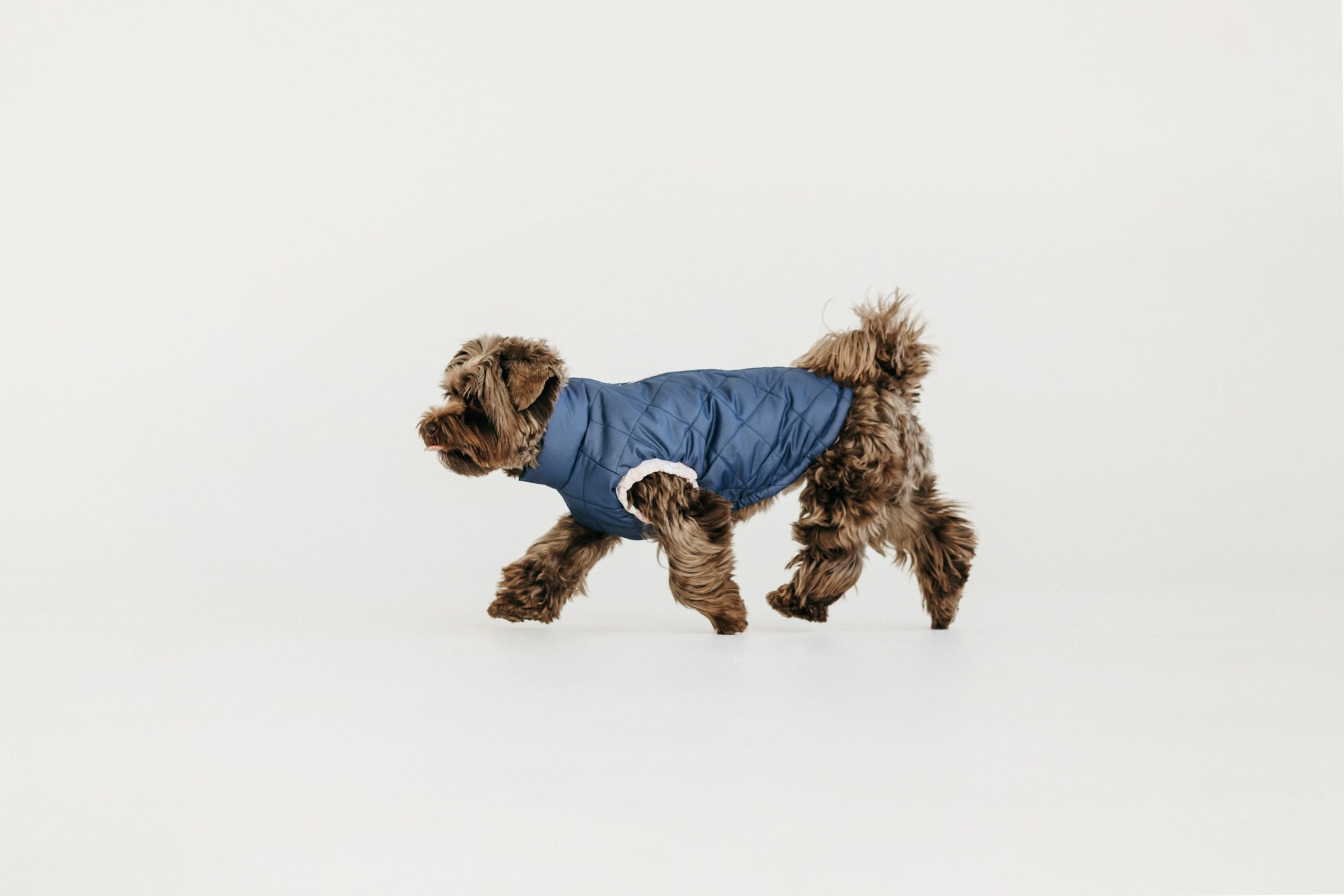 Одежда Lapa`s brand. Фотограф-анималист Елена Радченко, Москва