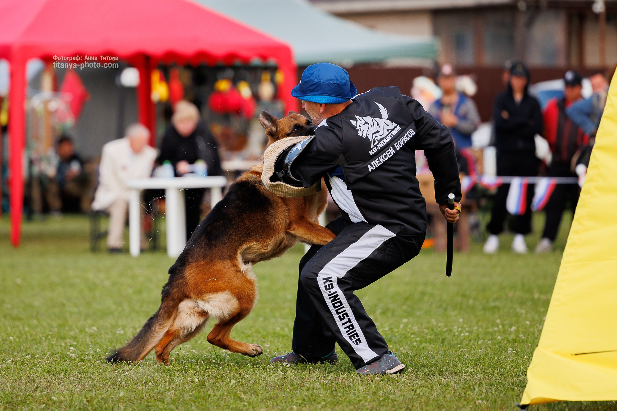 Немецкие овчарки: фото из рингов и вне ринга, мутпроба (фотографии с выставок). Фотограф собак, фотограф-анималист Аня Титова (Titanya). Москва