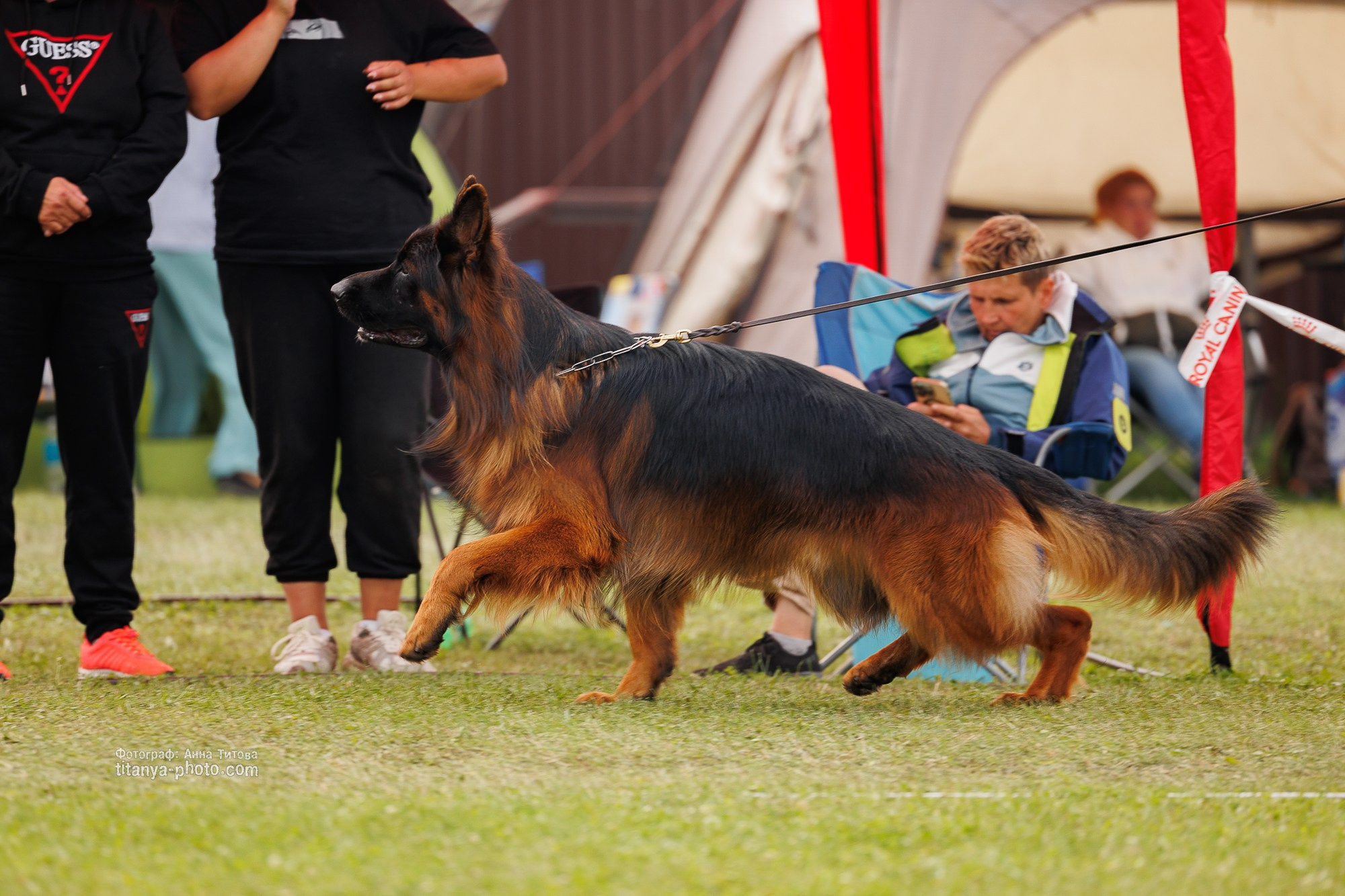 Немецкие овчарки: фото из рингов и вне ринга, мутпроба (фотографии с выставок). Фотограф собак, фотограф-анималист Аня Титова (Titanya). Москва