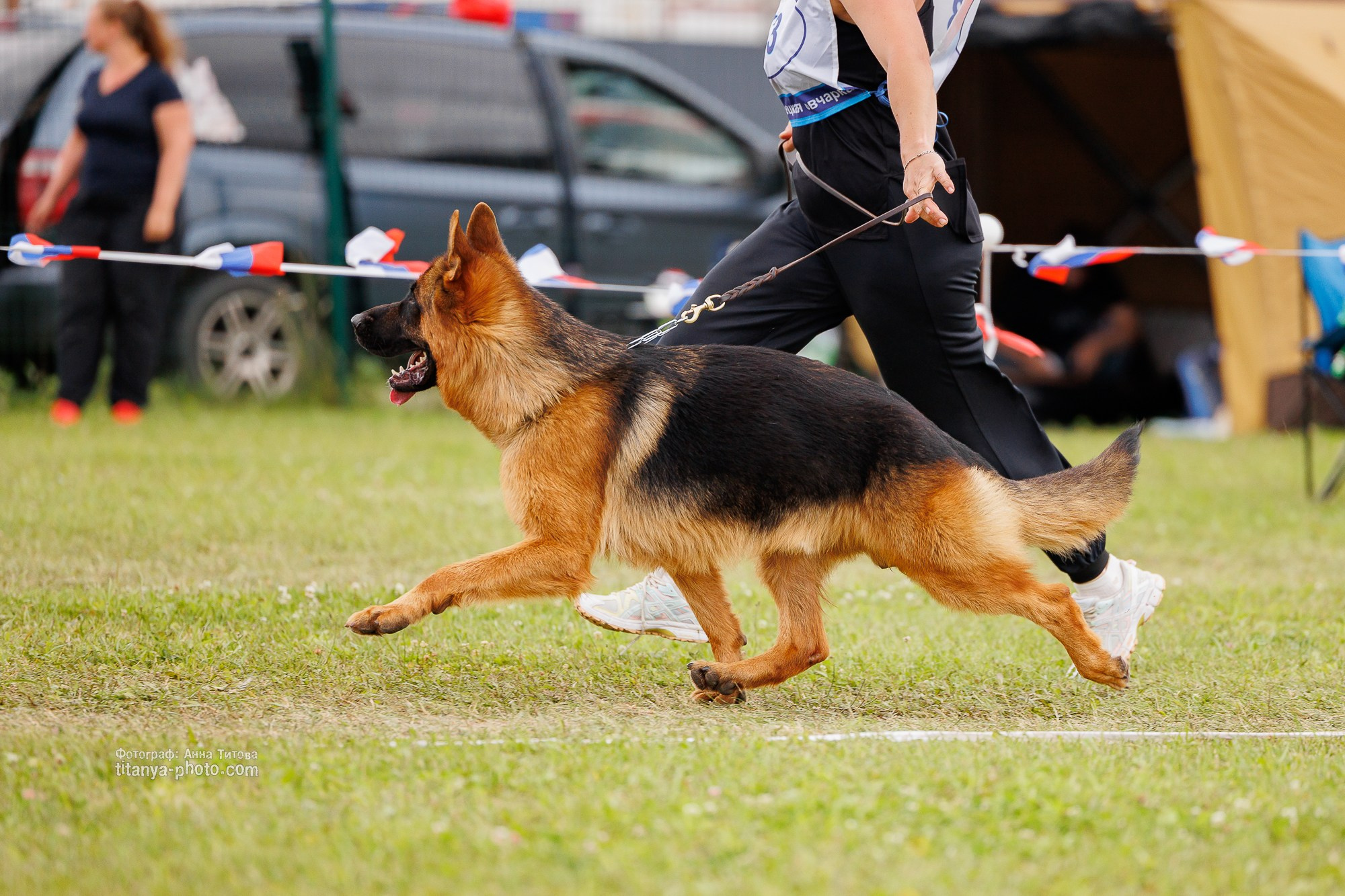 Немецкие овчарки: фото из рингов и вне ринга, мутпроба (фотографии с выставок). Фотограф собак, фотограф-анималист Аня Титова (Titanya). Москва