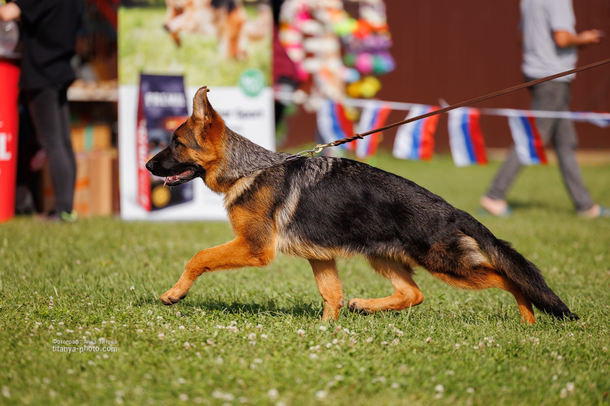 Немецкие овчарки: фото из рингов и вне ринга, мутпроба (фотографии с выставок). Фотограф собак, фотограф-анималист Аня Титова (Titanya). Москва