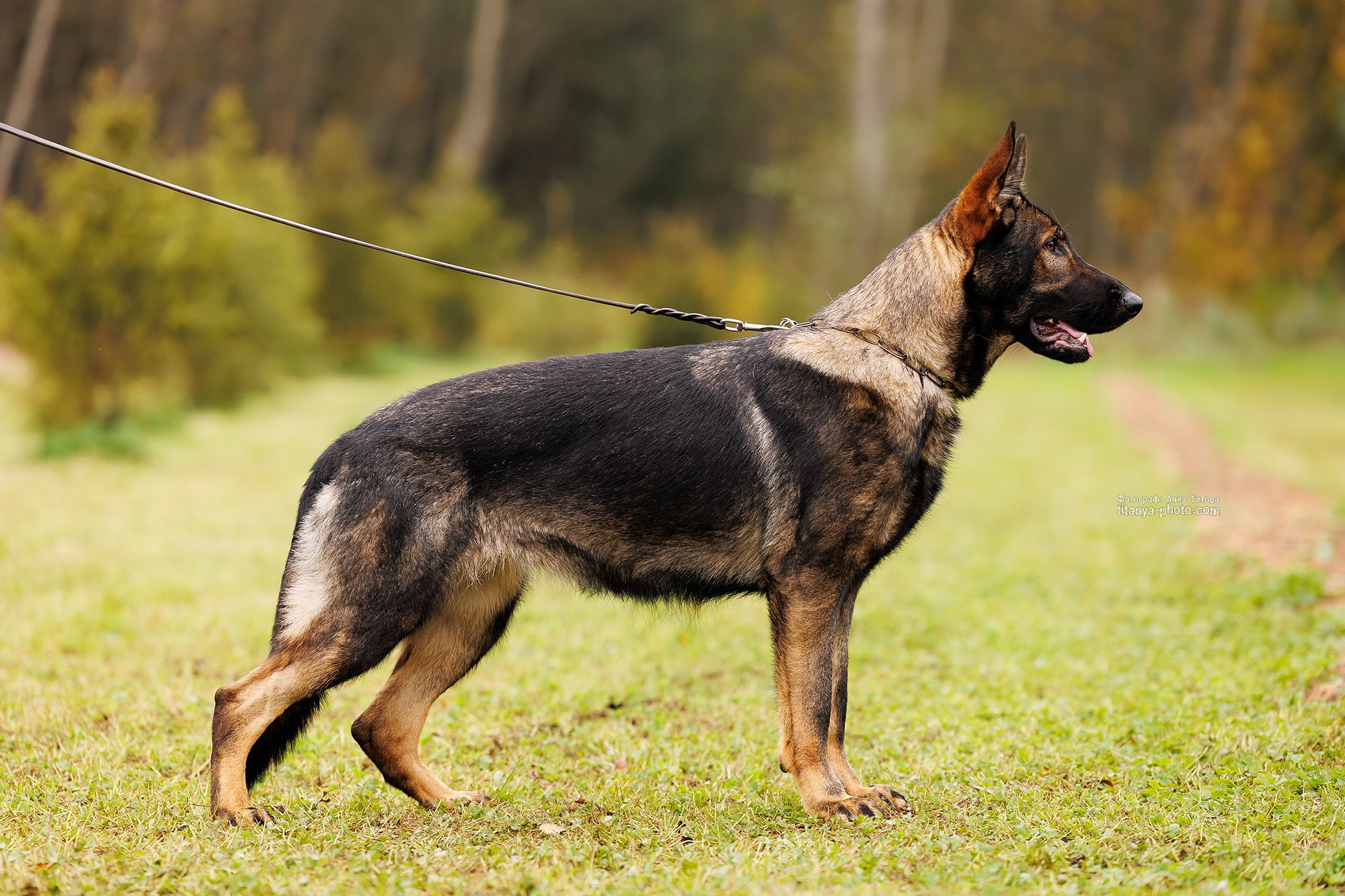 Фото немецких овчарок. Фотограф собак, фотограф-анималист Аня Титова (Titanya). Москва