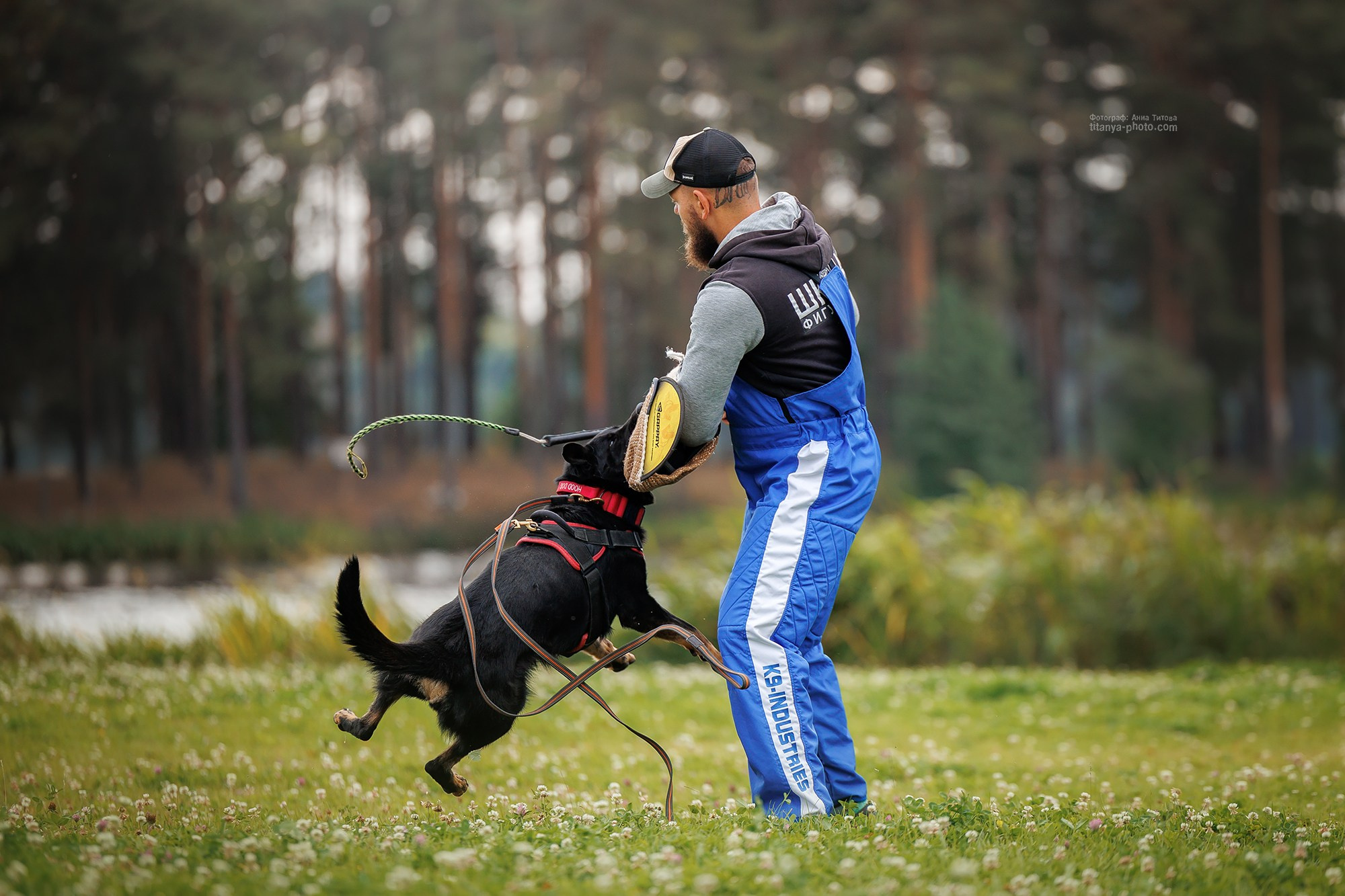 Тренировка по защите в питомнике немецких овчарок «Легенда Волги». Фотограф собак, фотограф-анималист Аня Титова (Titanya). Москва