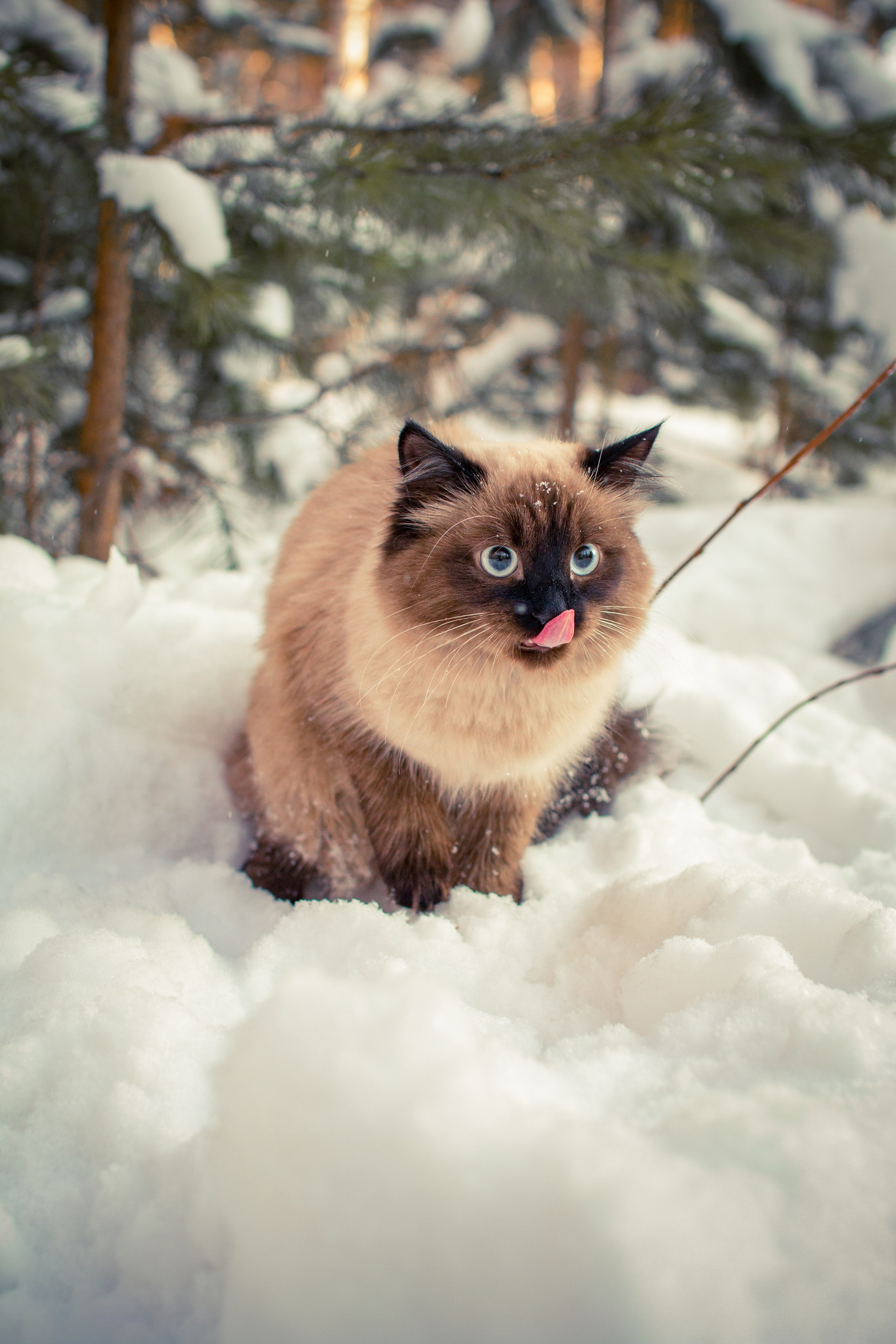 Зимние забавы. Ваш фотограф Северск | Томск