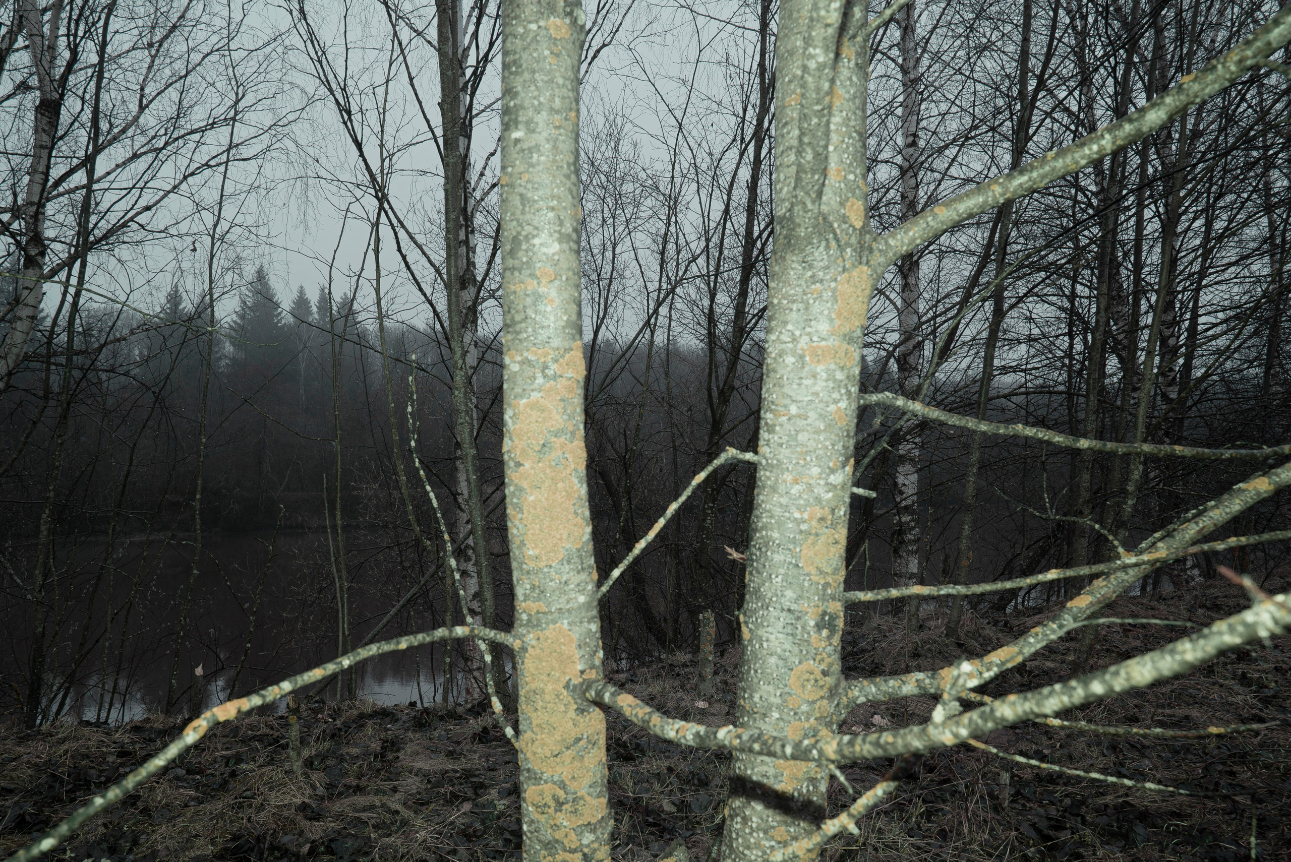 Мир тропы. Tatiana Mishchenko