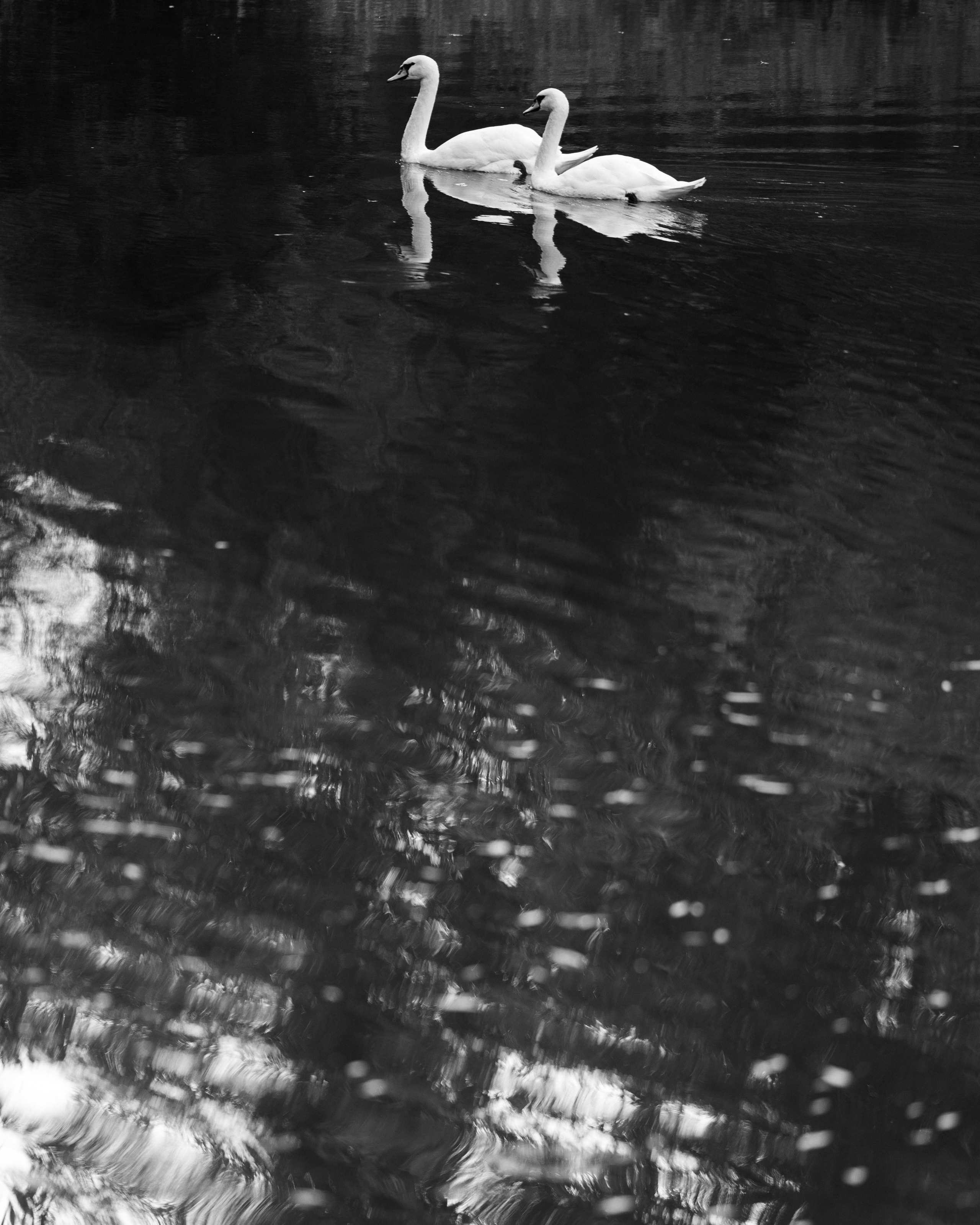 Лебеди. Свадебный фотограф Воронеж Москва СПБ