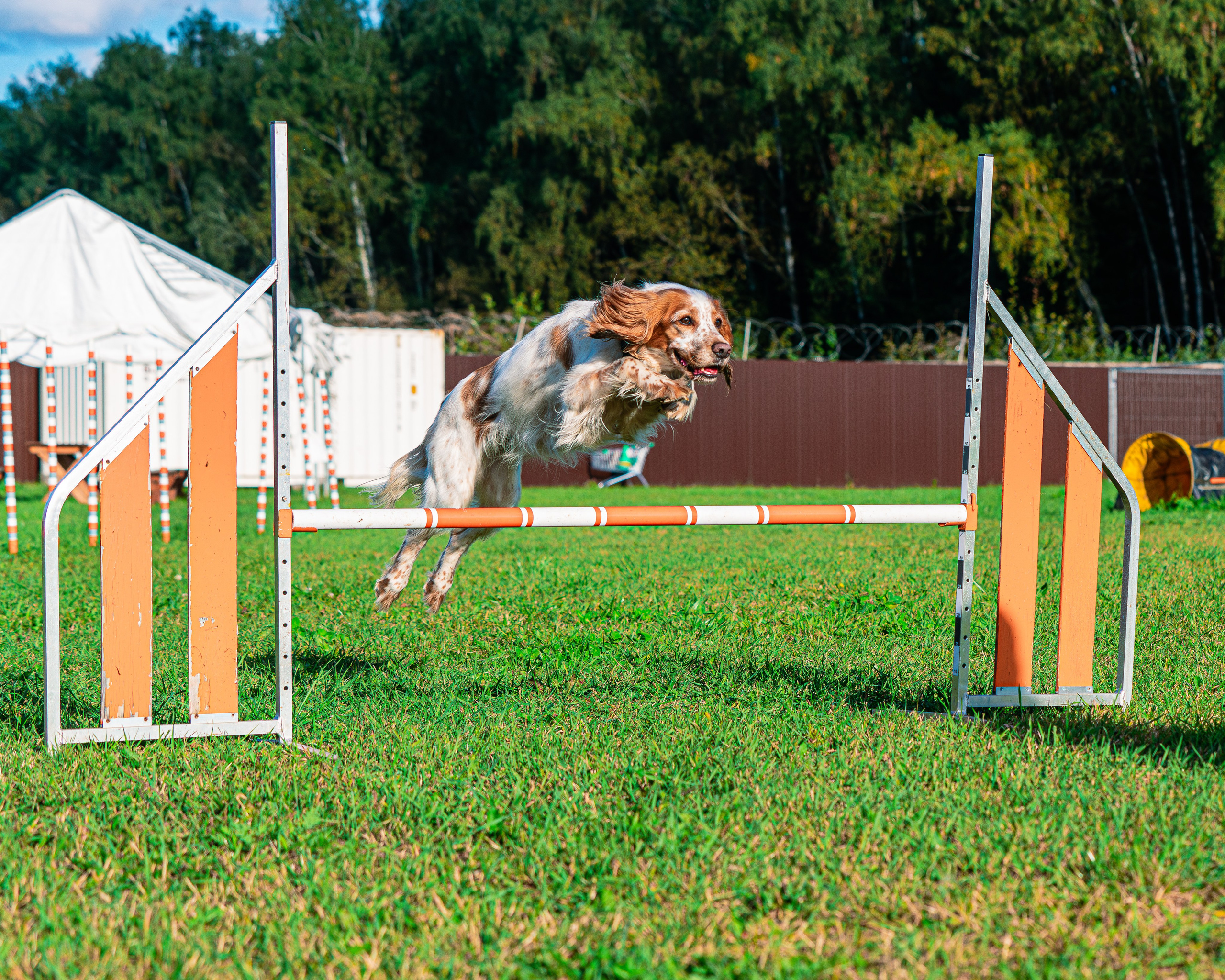Ваш путь к ПОБЕДЕ (ТРЕНИРОВКИ). Фотограф-анималист, семейный фотограф в Москве и Подмосковье. Фотосъёмка кинологических дисциплин