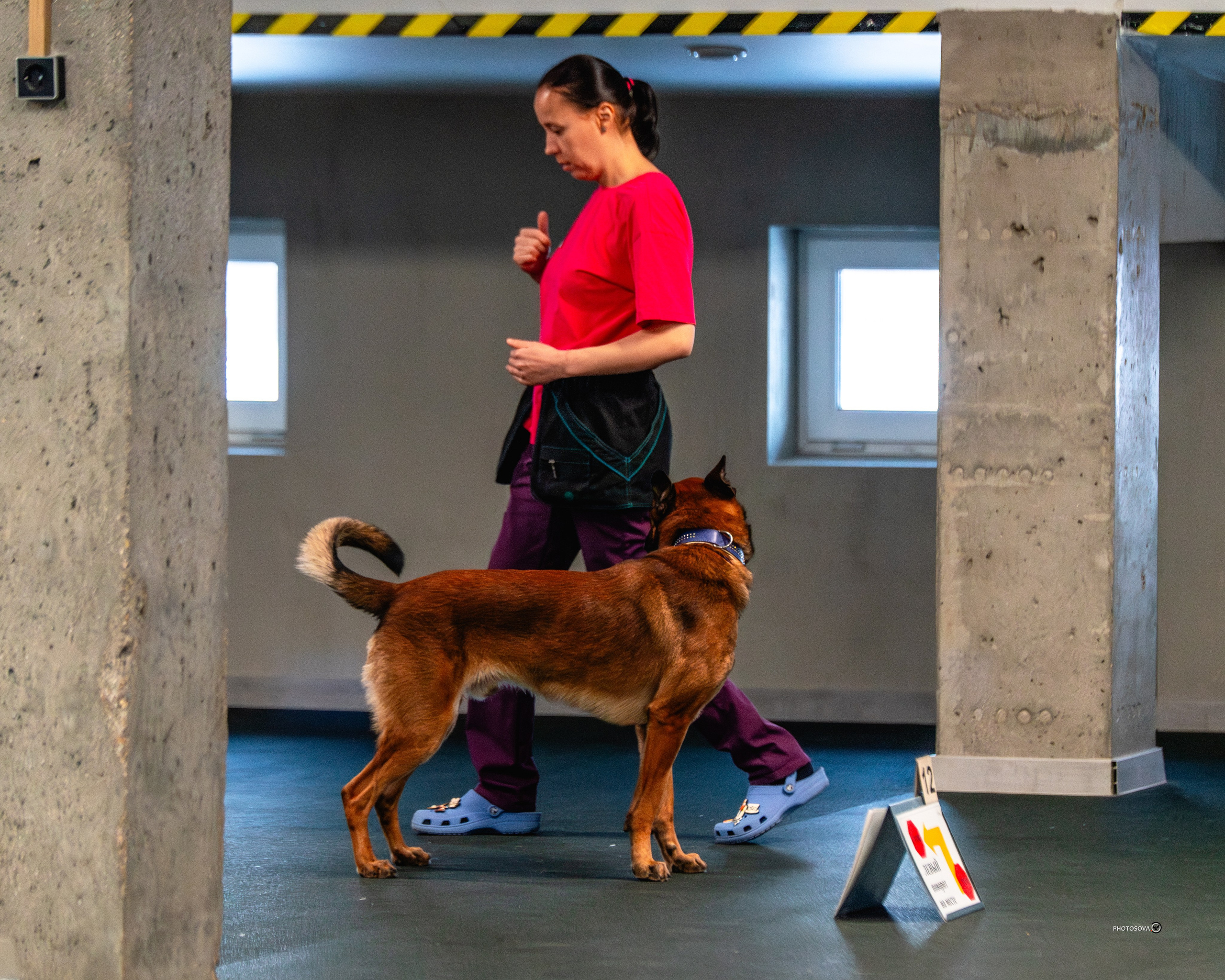 ТЫ И Я (соревнования по ралли-обидиенс). Фотограф-анималист, семейный фотограф в Москве и Подмосковье. Фотосъёмка кинологических дисциплин