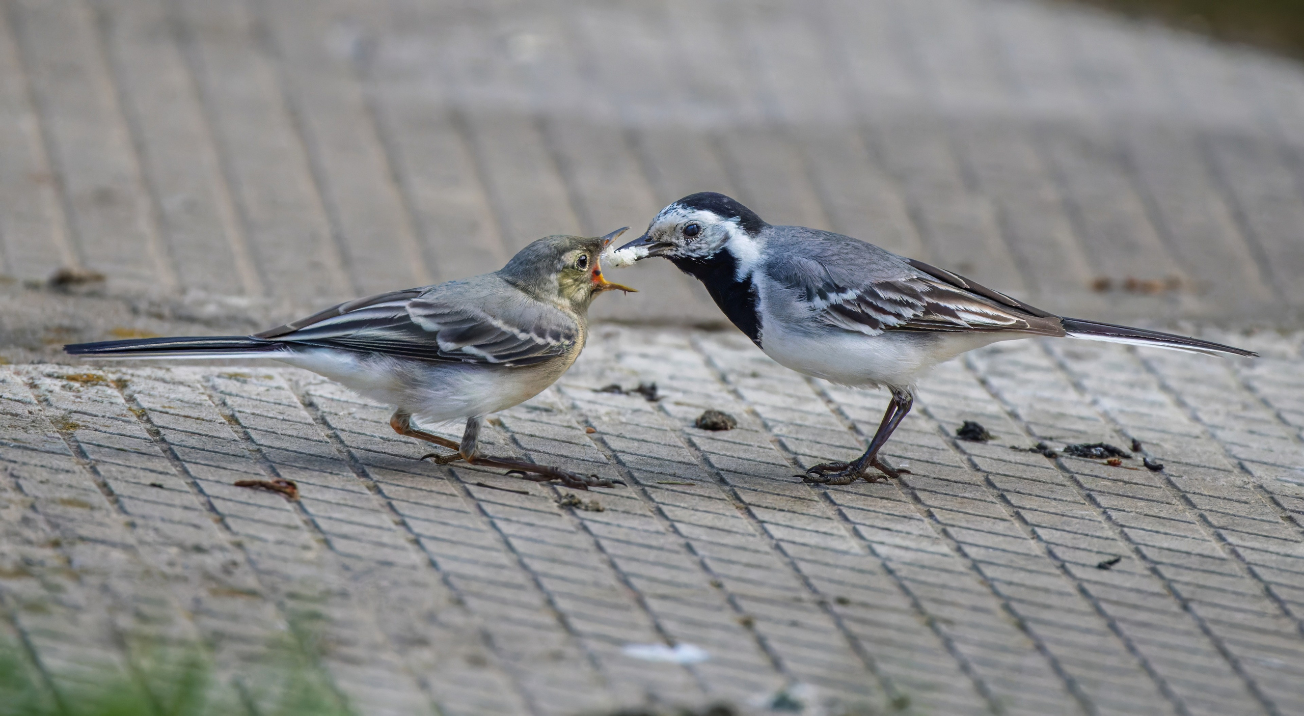 Анималистика. Константин Дем | Фотограф
