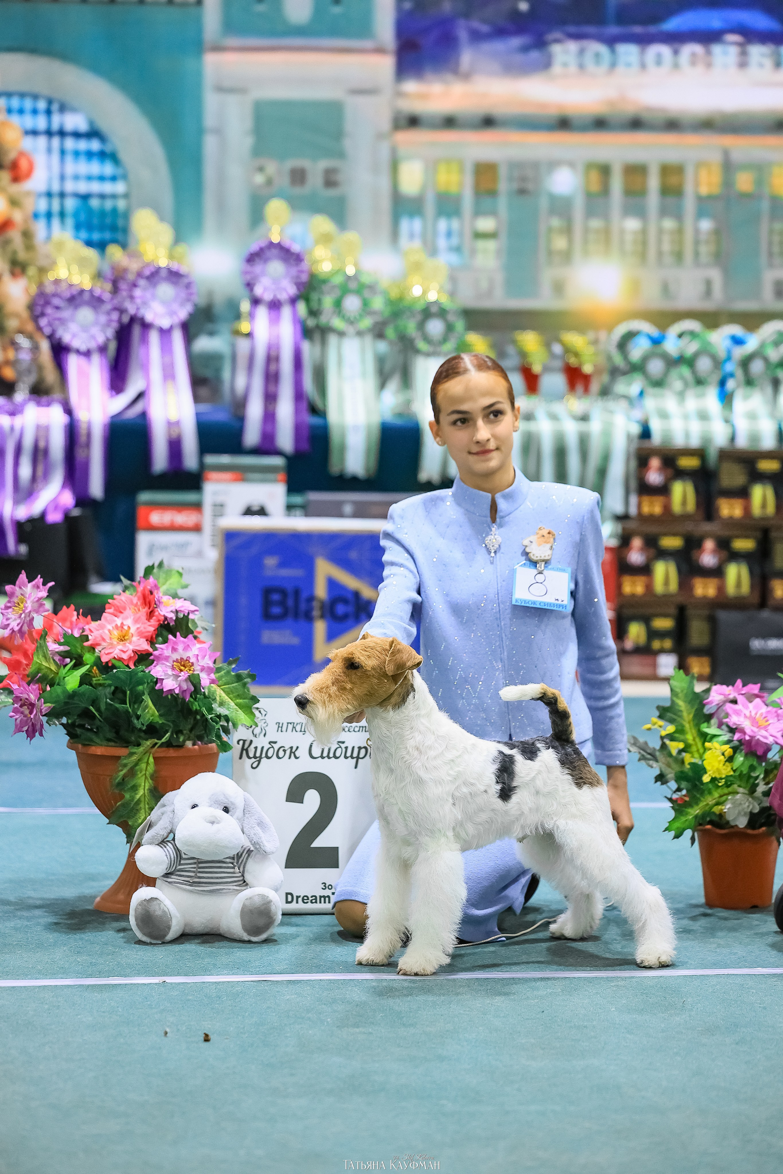 6-7.12.25 — 1-4 Национальные выставки собак в Новосибирске (2х рейтинговые). Фотограф Анималист из Новосибирска Татьяна Кауфман