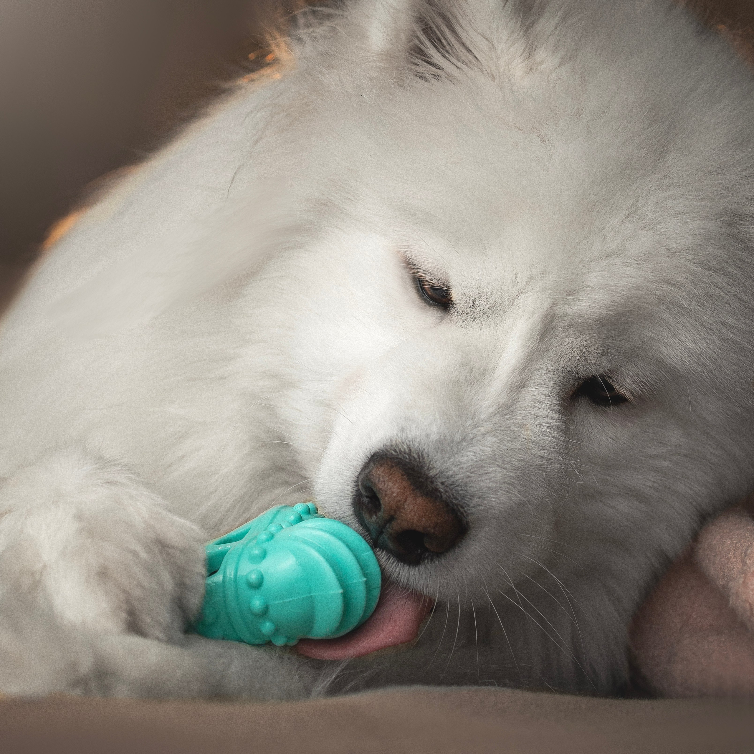 Для брендов. Фотограф анималист в Москве Майорова Евгения